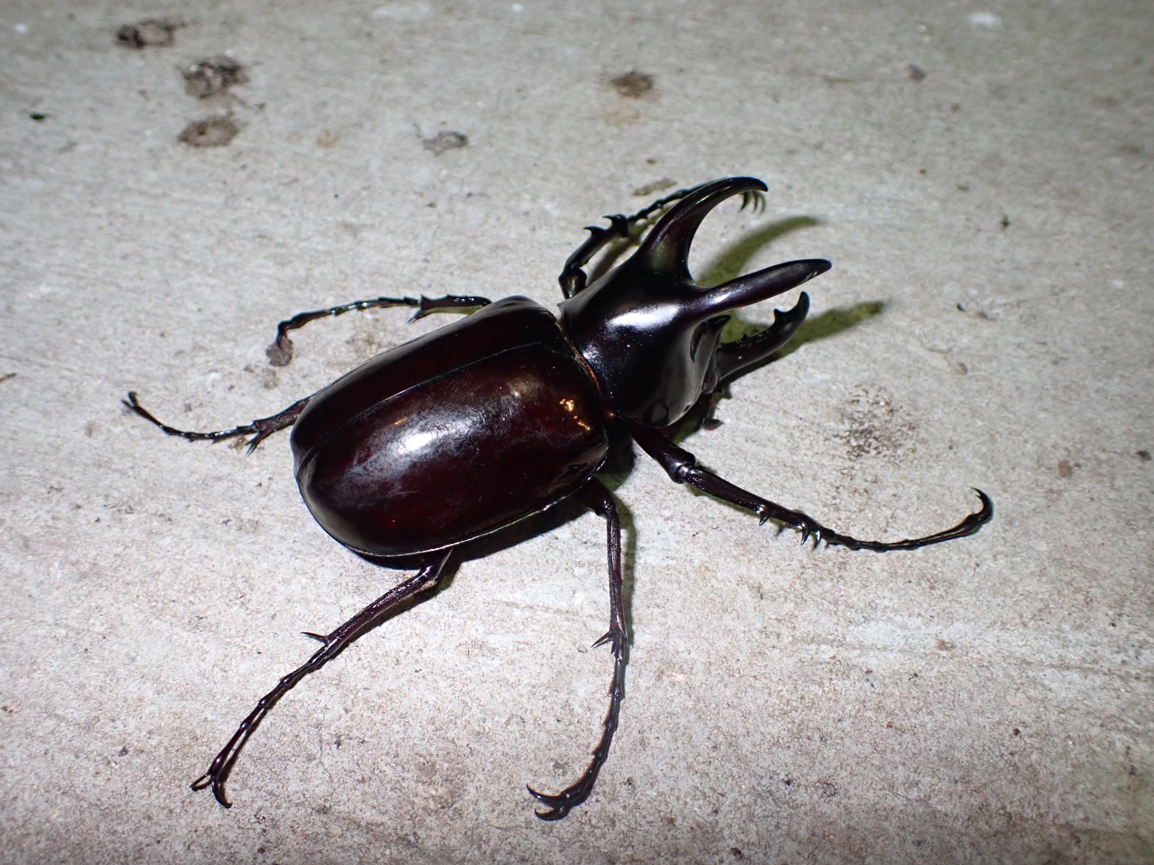 フレーム入り　 ボルネオ島クワガタムシ　標本 フレーム入り ボルネオ島クワガタムシ 標本