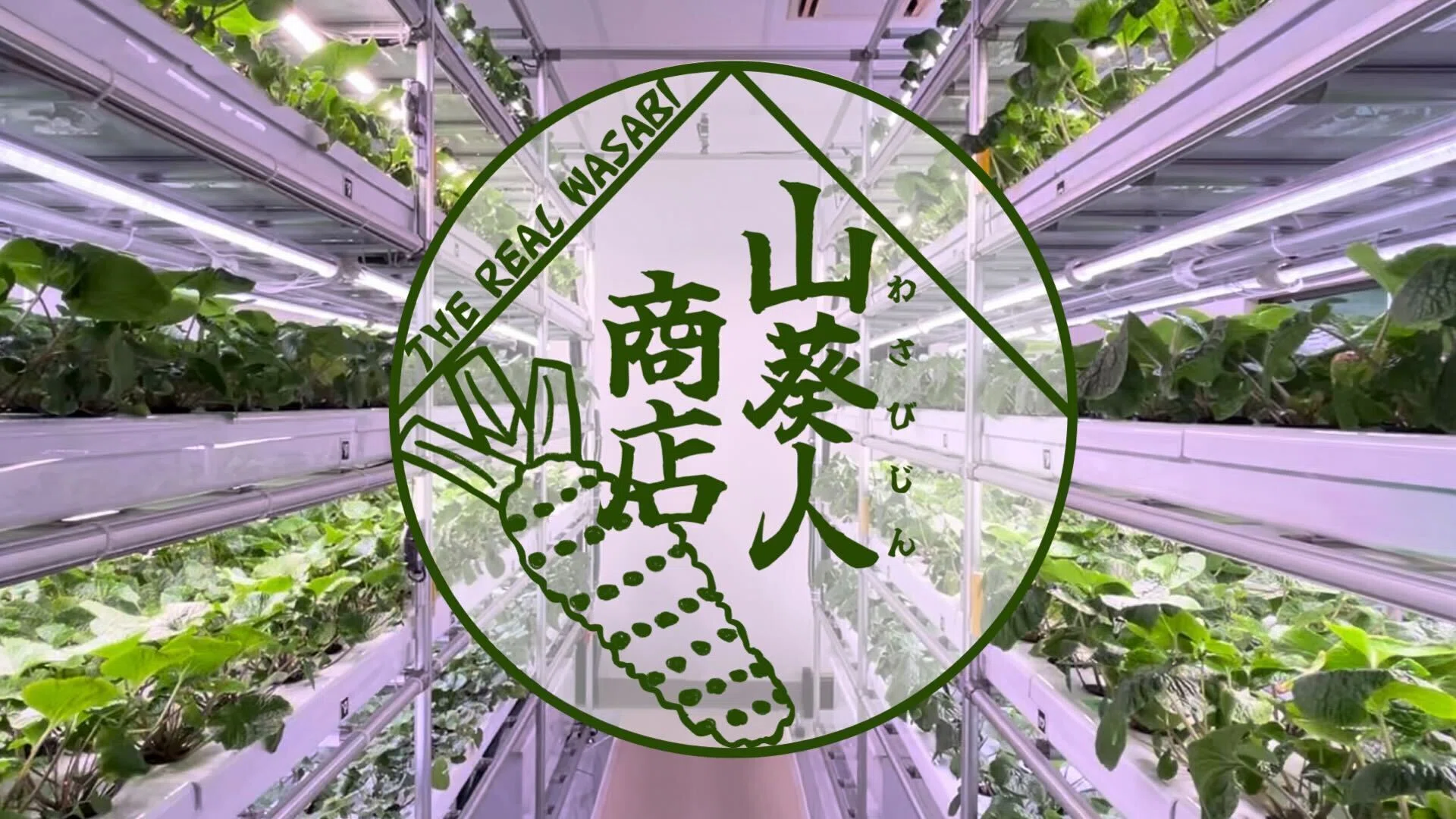 わさび栽培1年生の日々｜株式会社NEXTAGE