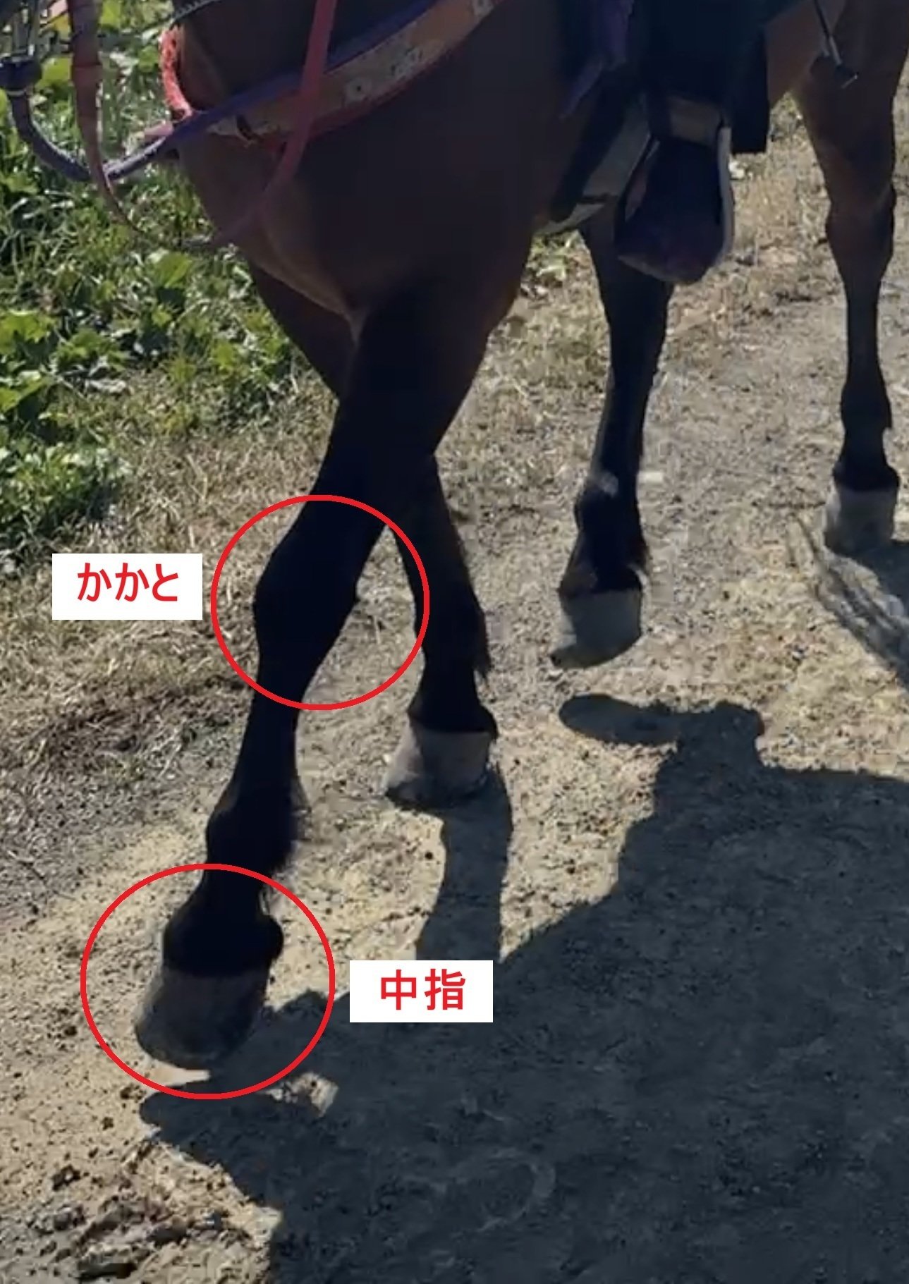 乗馬＆流鏑馬】瞬間を射抜く、風を裂く馬上の矢 in 御猟野乃杜牧場｜雲
