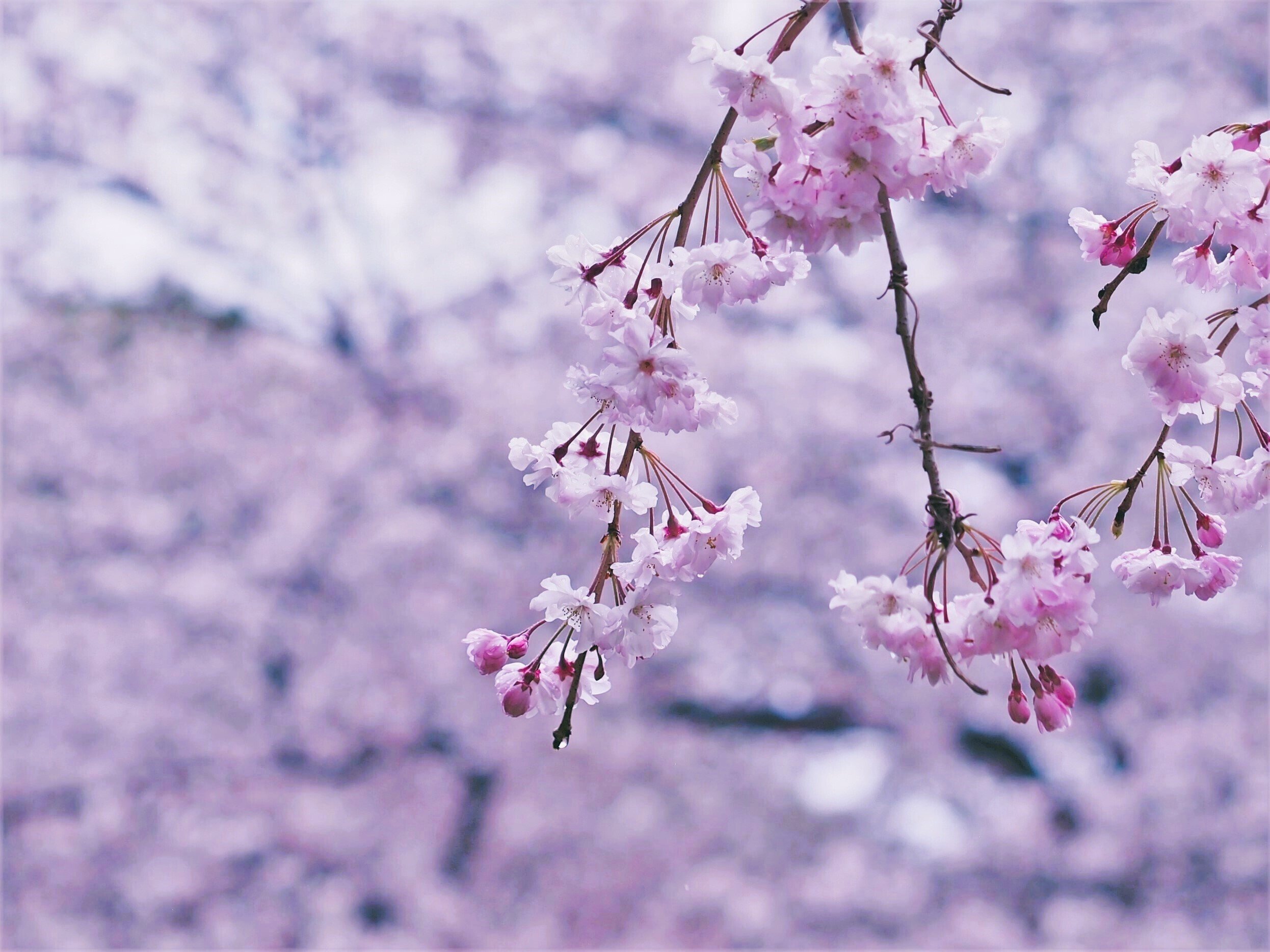 桜が咲くと雨が降るのは｜とまと