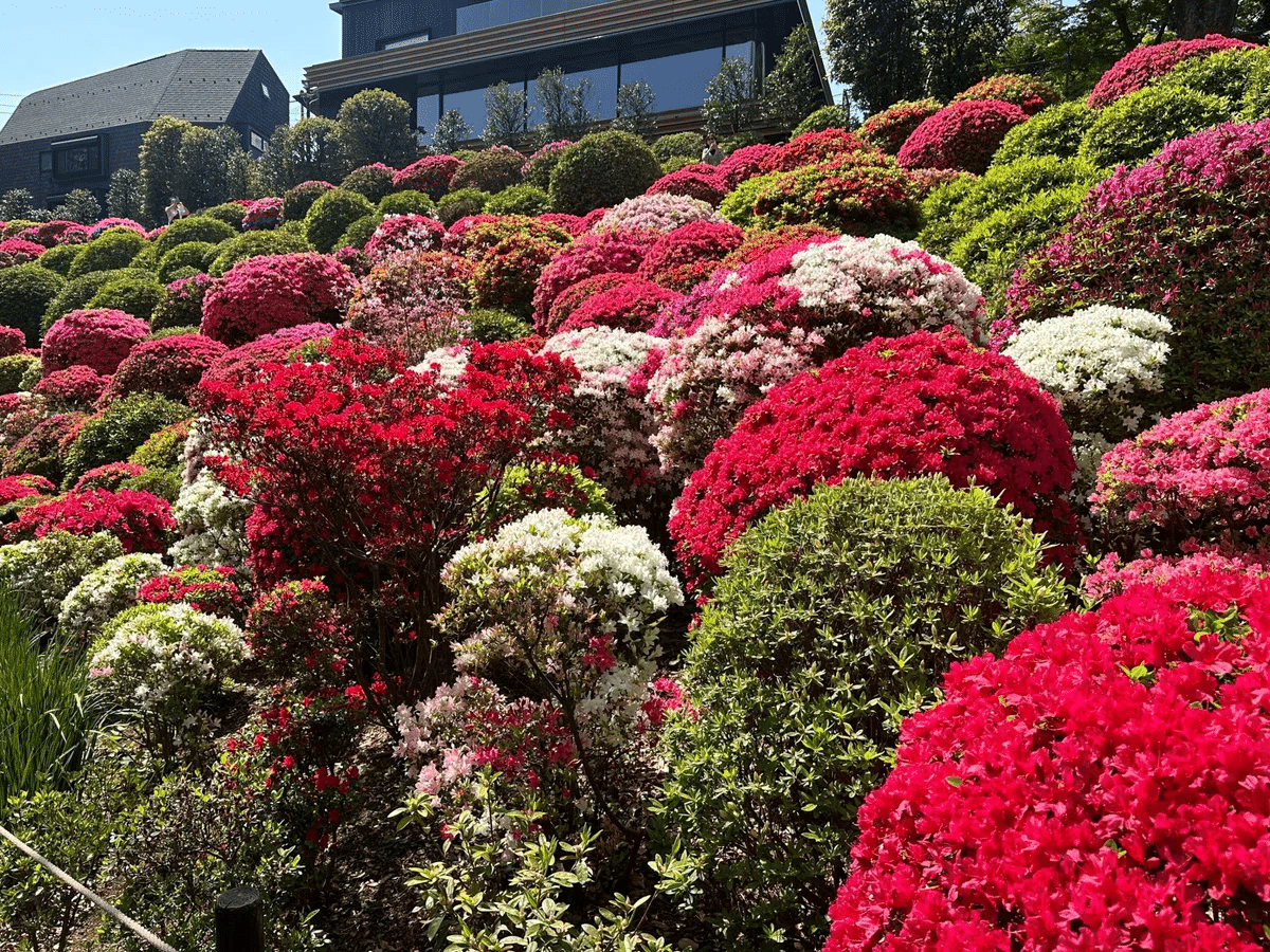 第54回 文京つつじまつり｜上野案内所