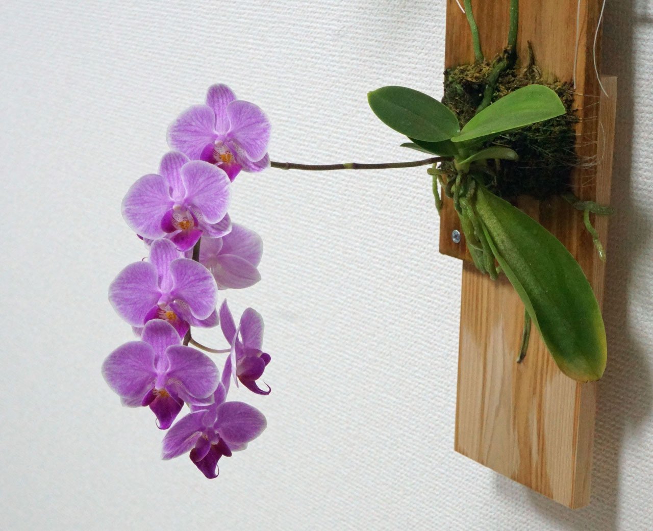 根腐れしたミディ胡蝶蘭、板付け栽培で1年後に開花！｜そーいち