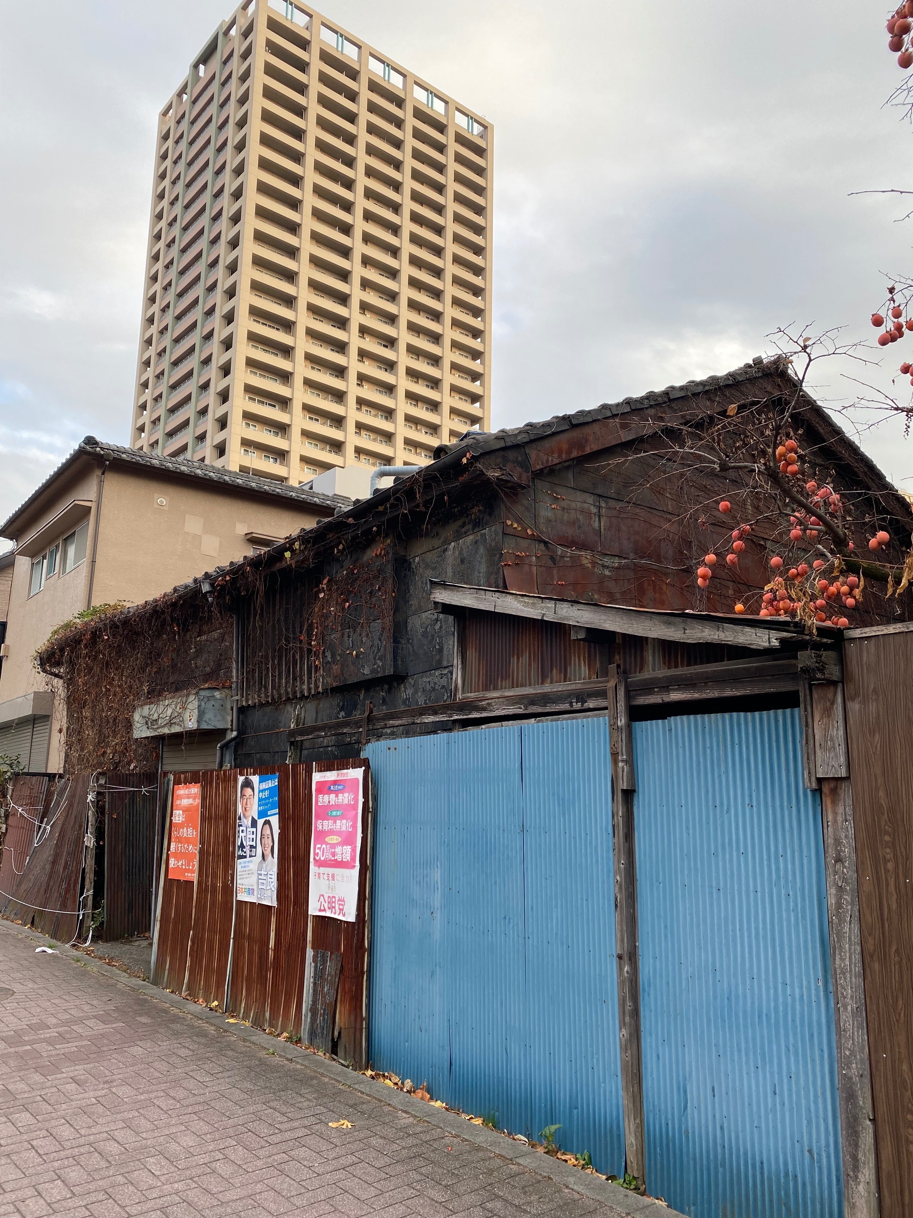 くまちゃん　足立泰道筆　一行書　「春入千林處々鶯」　共箱　C　8186A 楽天市場】【 茶席の禅語一覧 】 □写真は、足立泰道 筆 「円相