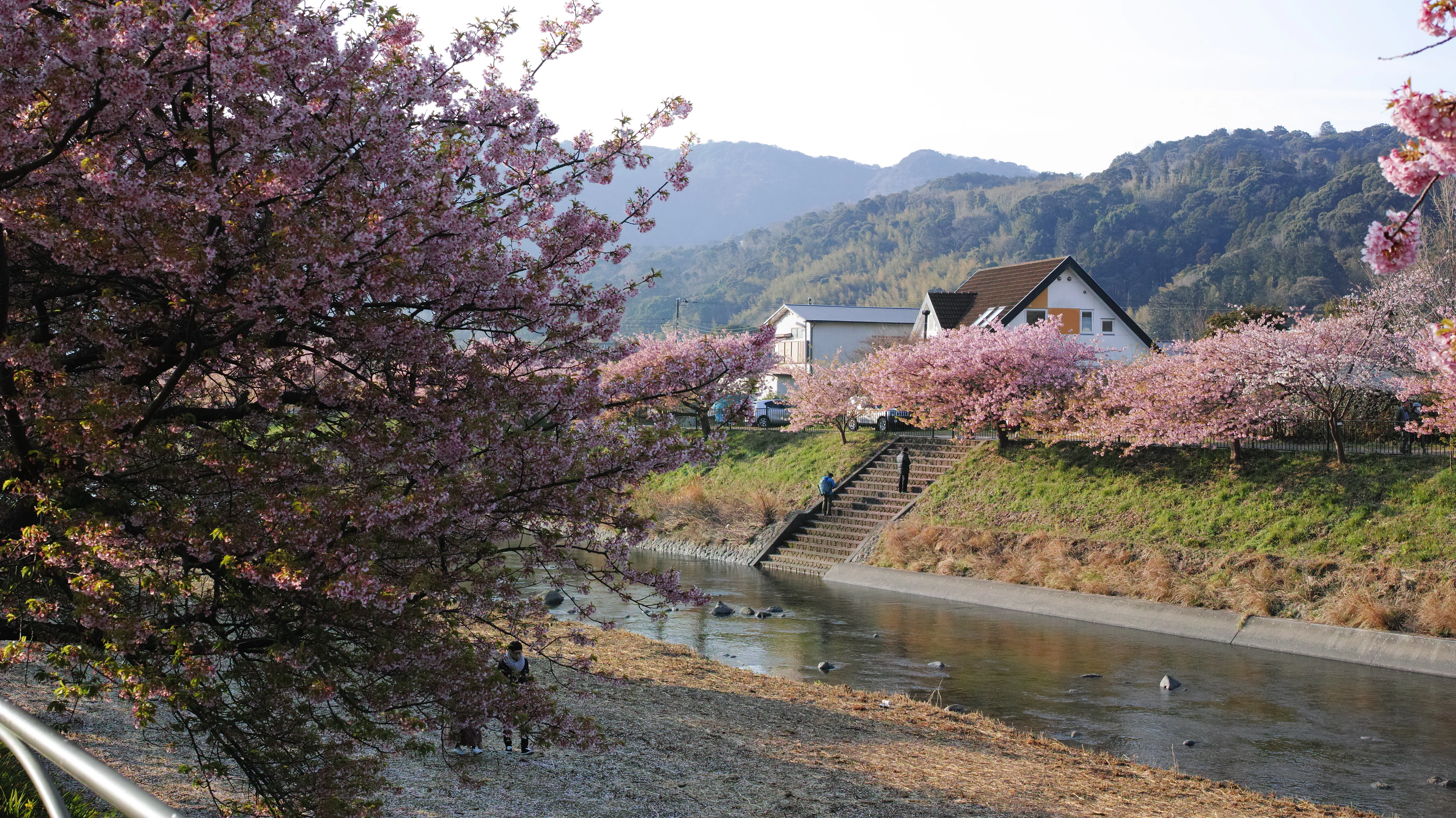 dp2 Quattro STILL | 伊豆 河津桜｜Ento