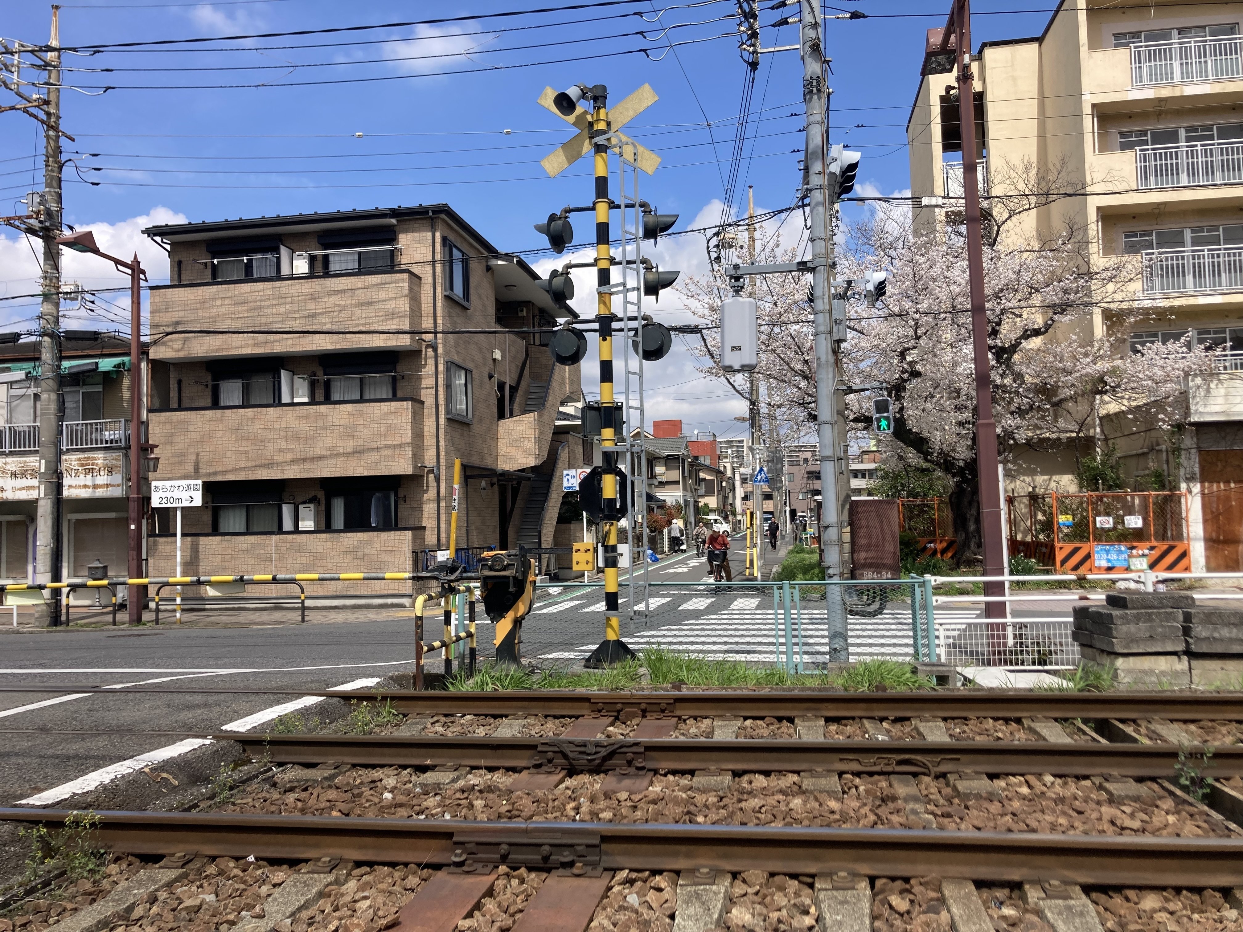 都電荒川線🚞踏切前の古木桜🌲今年も咲いた🌸｜野猿（やえん）