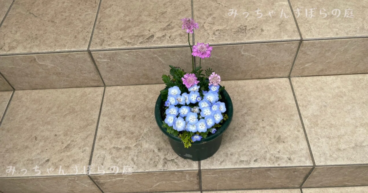 ネモフィラ寄せ植え】自己満だけどなんだかおしゃれに見える！｜ズボラ