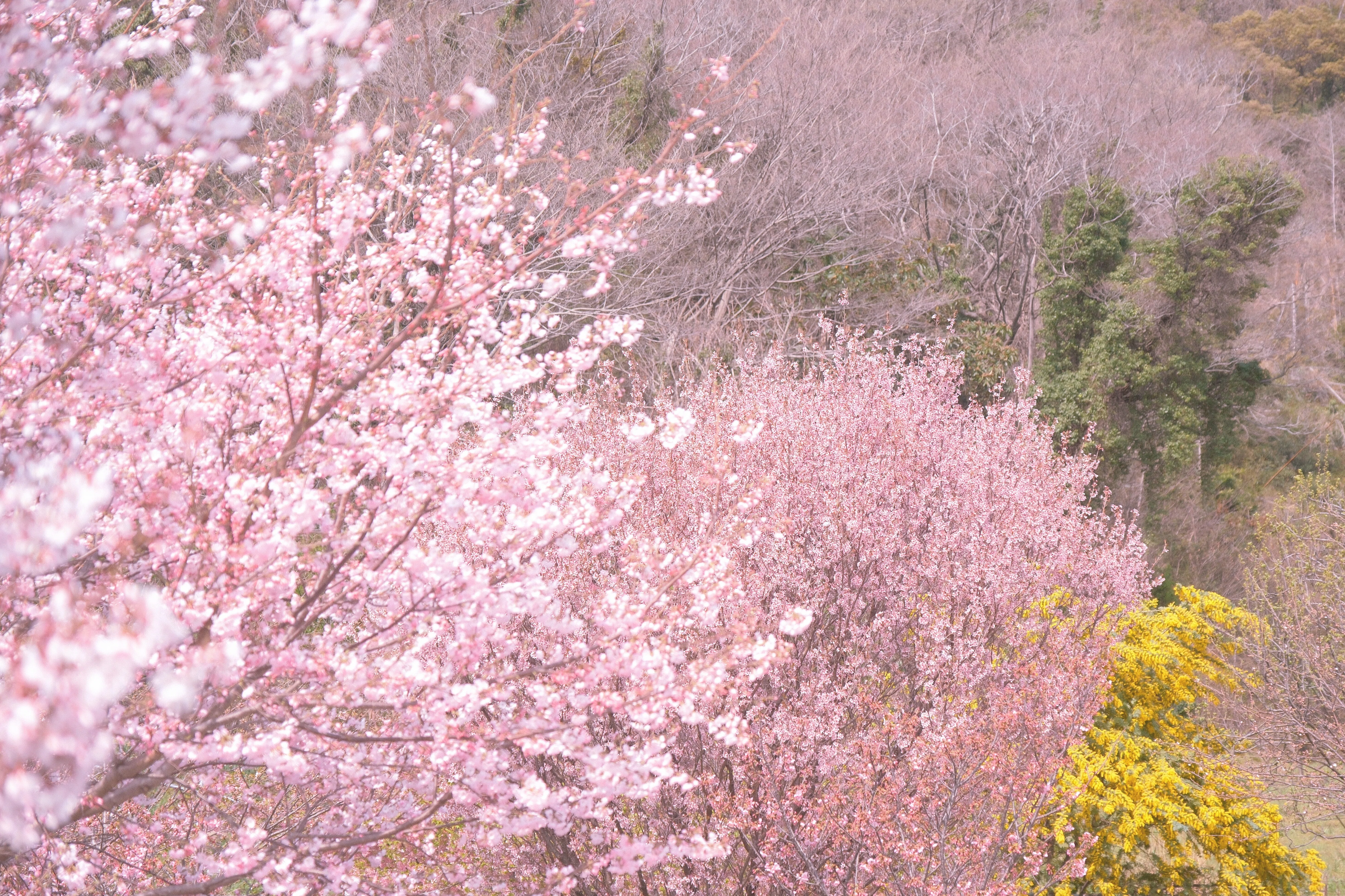 Trip.4｜海の見える花咲く丘｜CHiKA｜旅と写真と