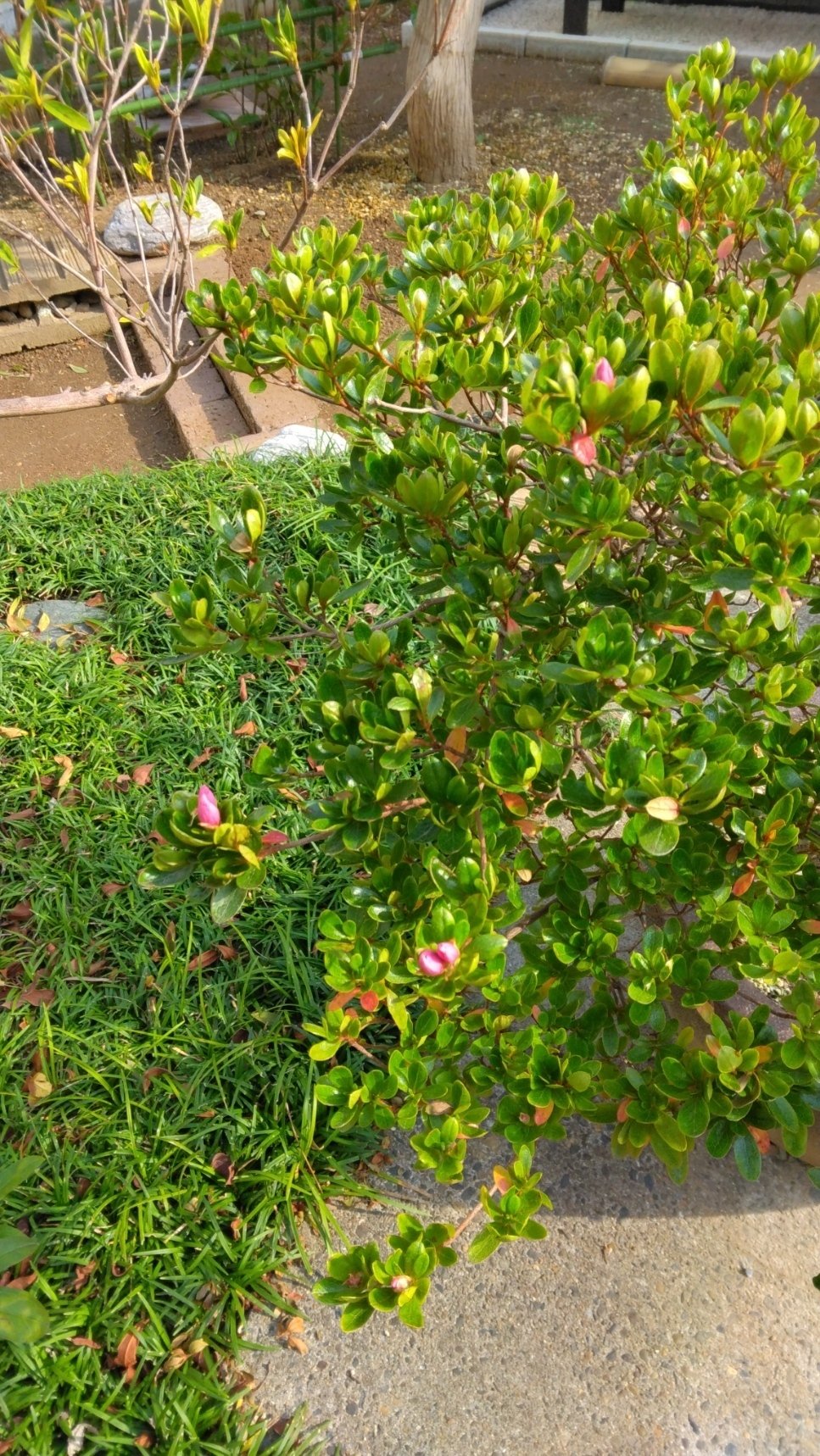 サツキの鉢植えを剪定しました｜べてらんえんじにあ