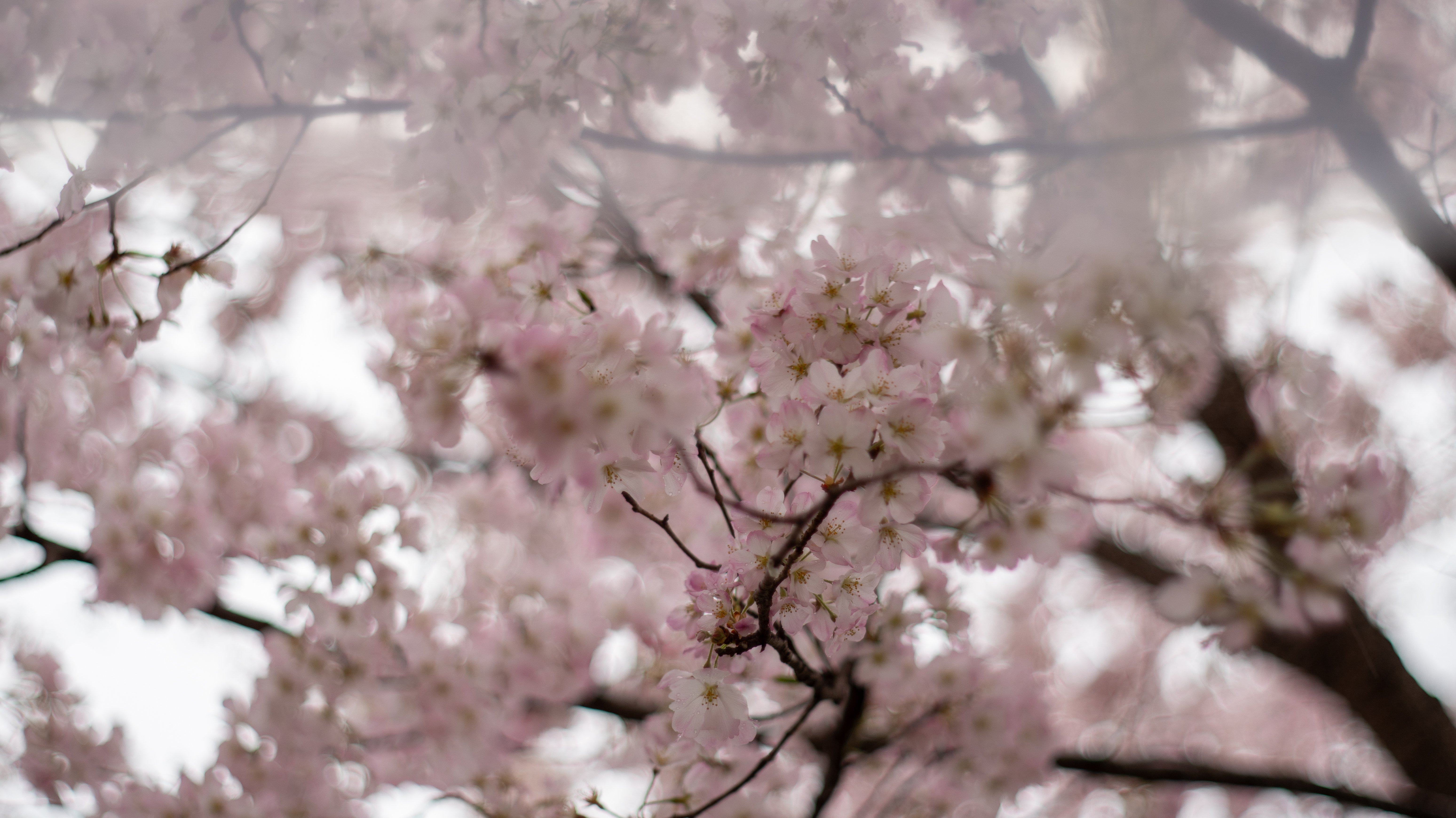 素人作例】PENTACON auto f1.8 50mm-その1｜TypeOBO