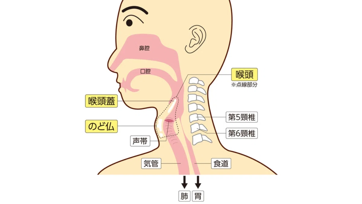 いつからだろう…喉仏が見えなくなった!喉仏が消える原因とは?〜 呼吸が浅い男は老ける!〜|BODY Change ブレスマスター 矢川 純