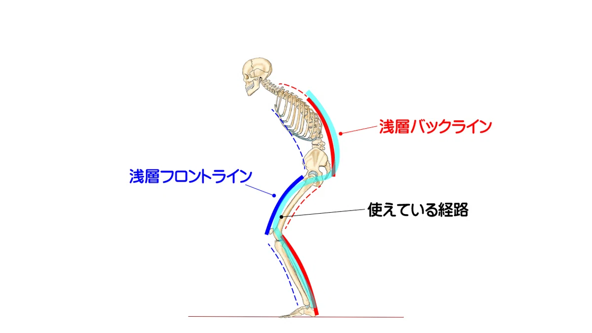 円背後弯姿勢の運動ベクトルとアナ―トミートレインで考える姿勢改善の課題|あるくん