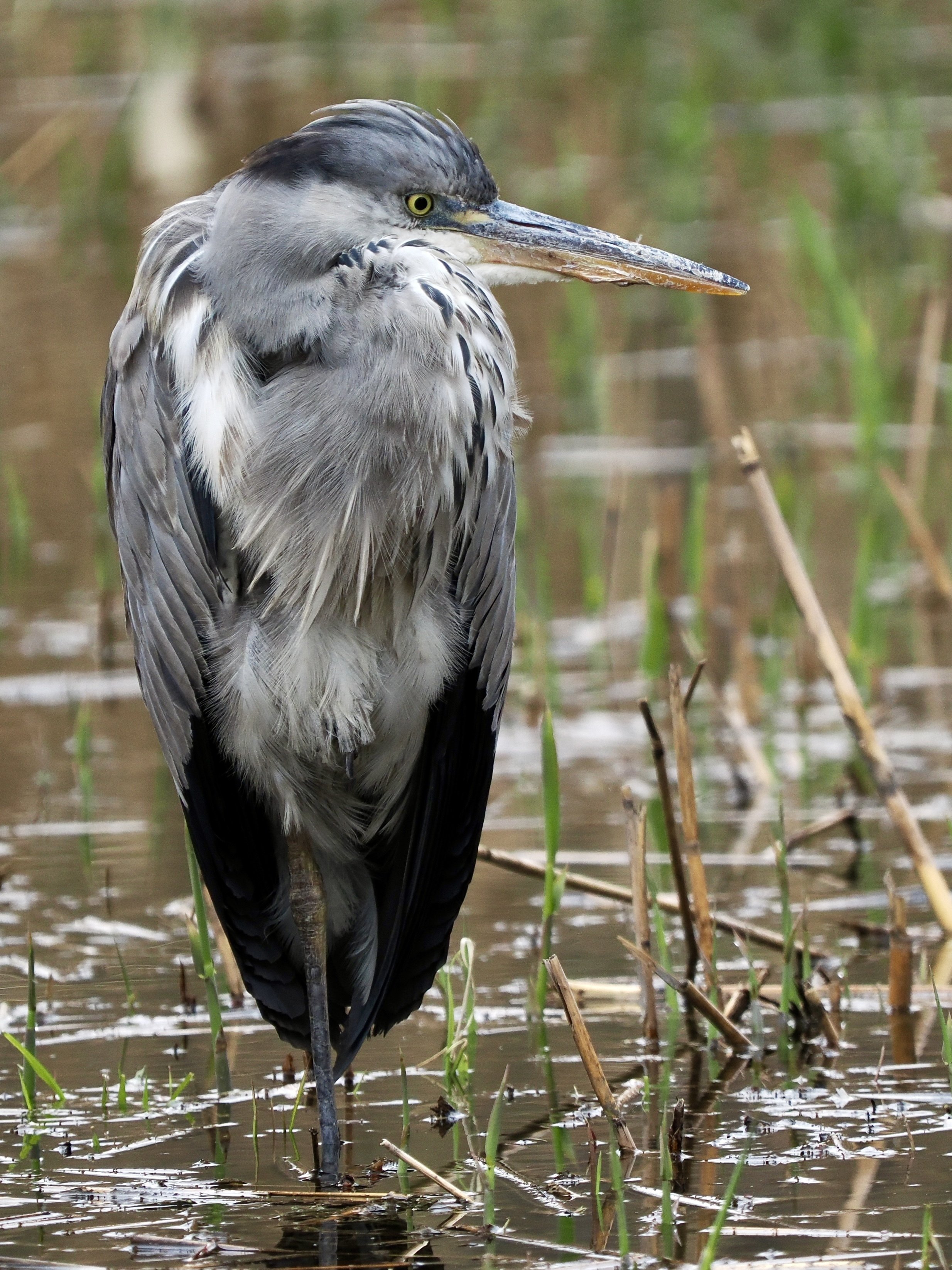 寄り道して野鳥撮影！アオサギ先輩の貫禄が凄まじい（OM SYSTEM OM-1Ⅱ