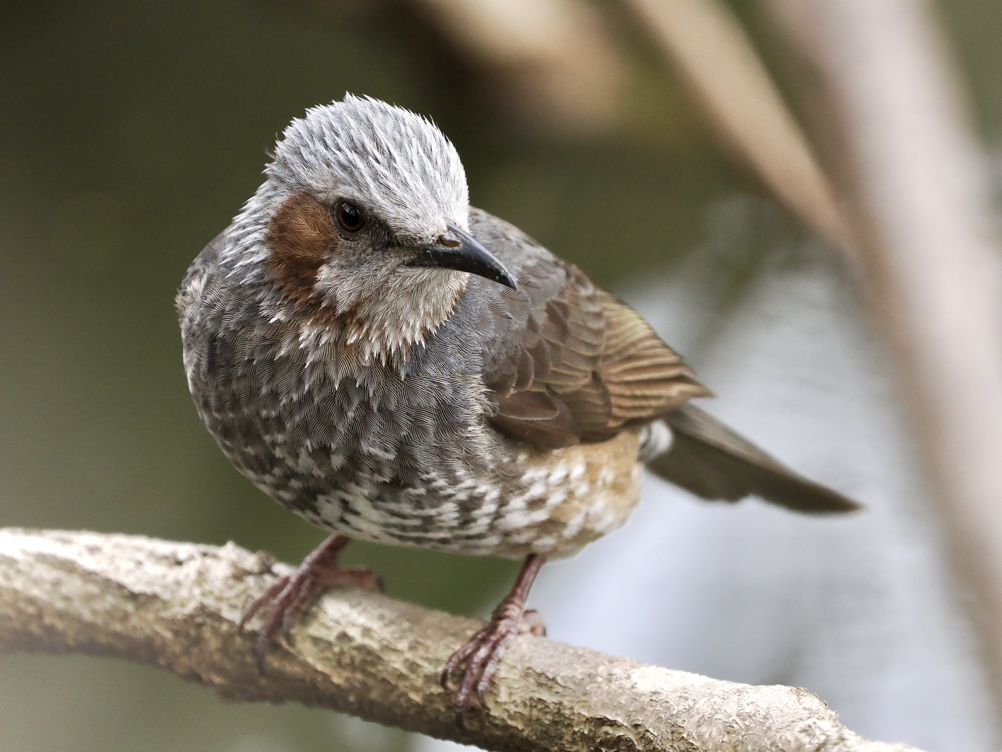 寄り道して野鳥撮影！アオサギ先輩の貫禄が凄まじい（OM SYSTEM OM-1Ⅱ