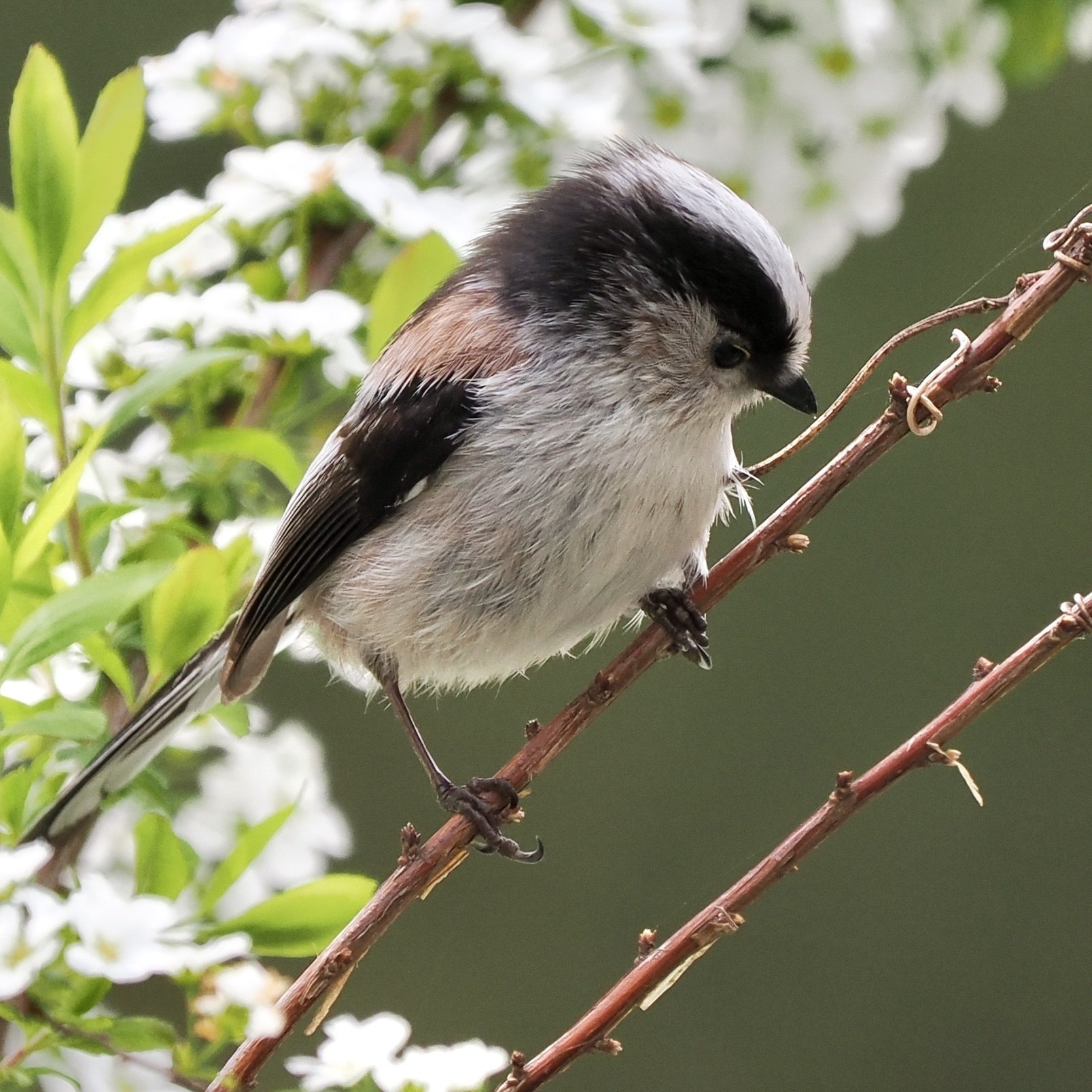 寄り道して野鳥撮影！アオサギ先輩の貫禄が凄まじい（OM SYSTEM OM-1Ⅱ