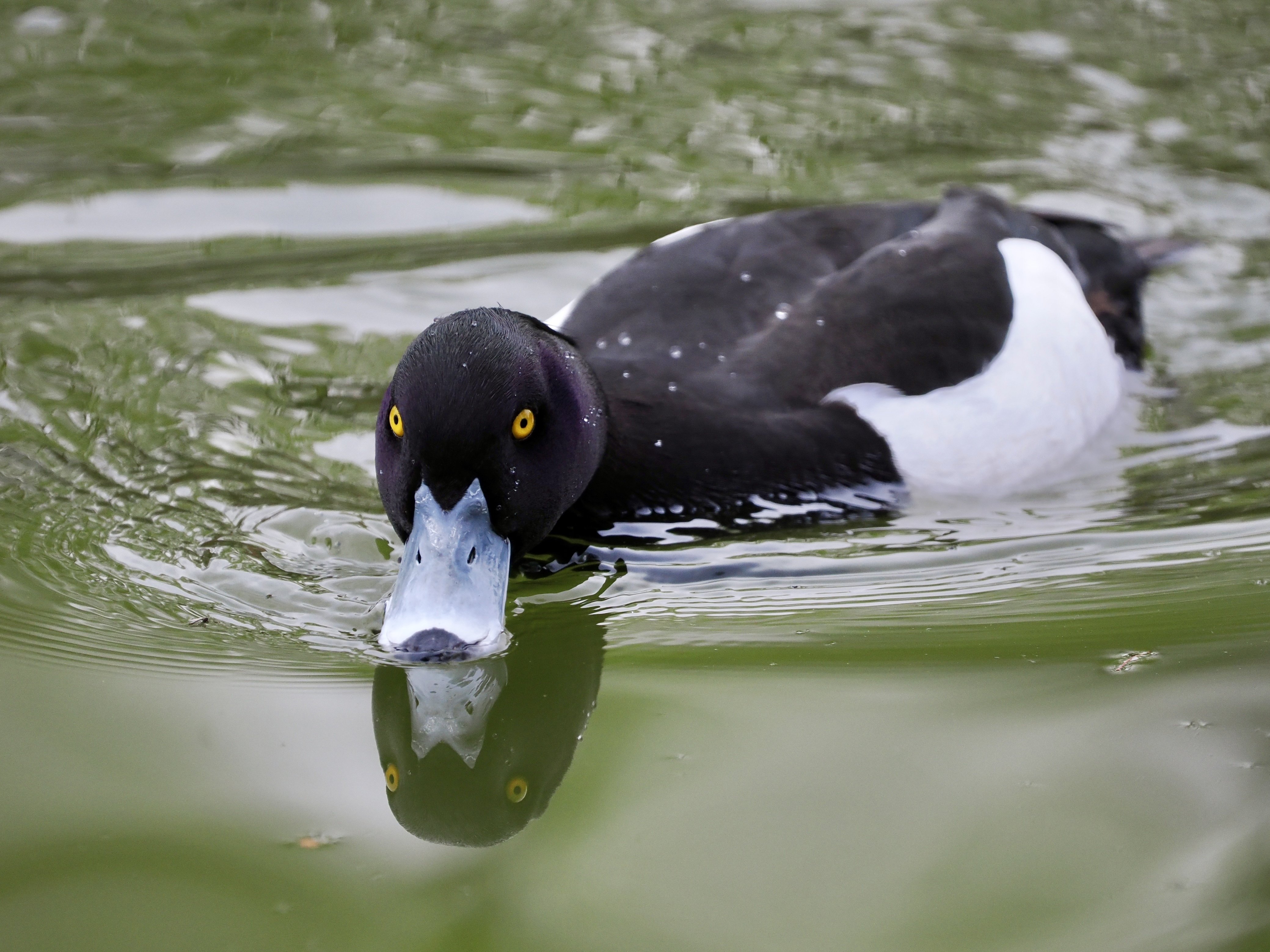 寄り道して野鳥撮影！アオサギ先輩の貫禄が凄まじい（OM SYSTEM OM-1Ⅱ