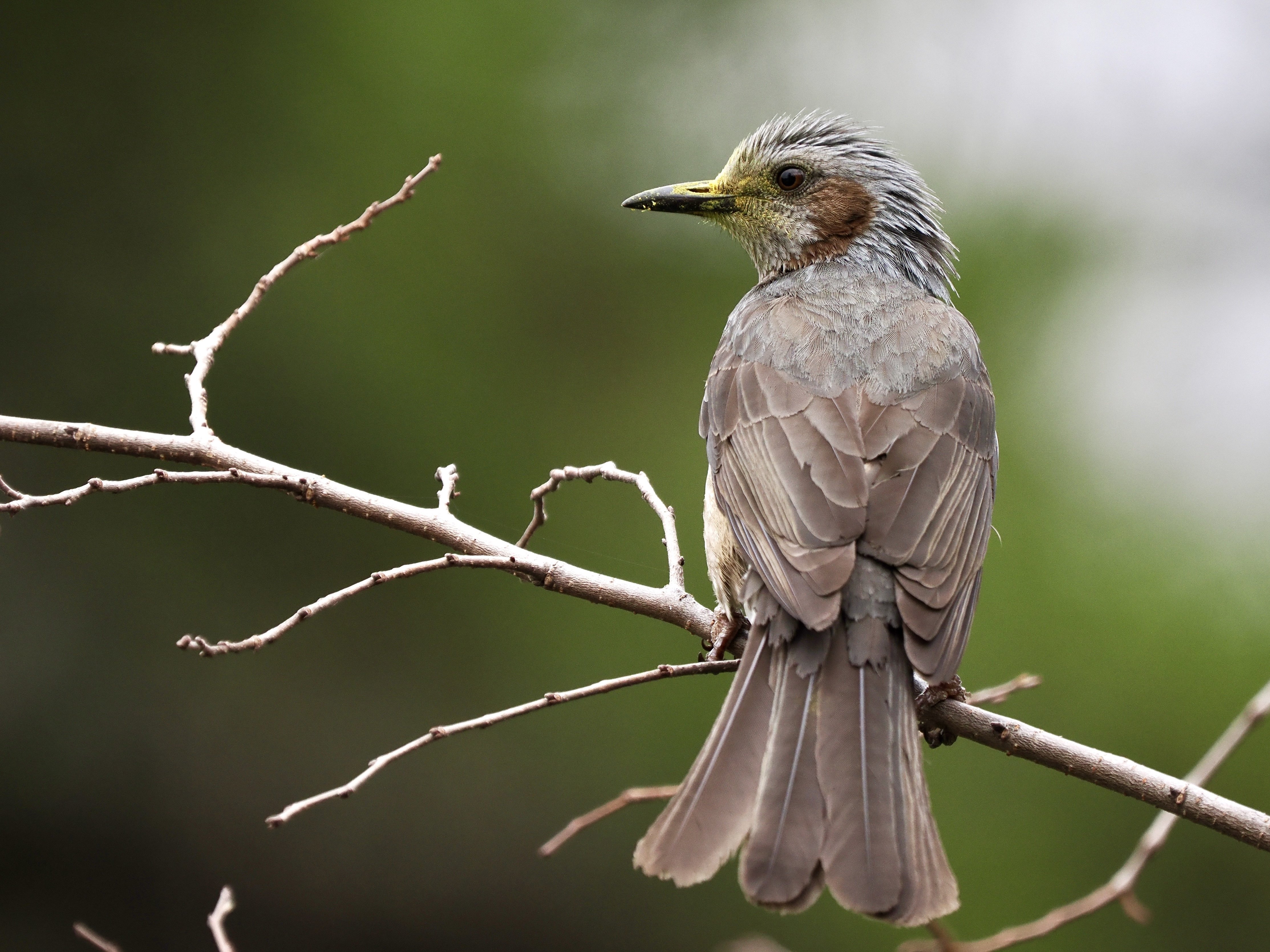 寄り道して野鳥撮影！アオサギ先輩の貫禄が凄まじい（OM SYSTEM OM-1Ⅱ