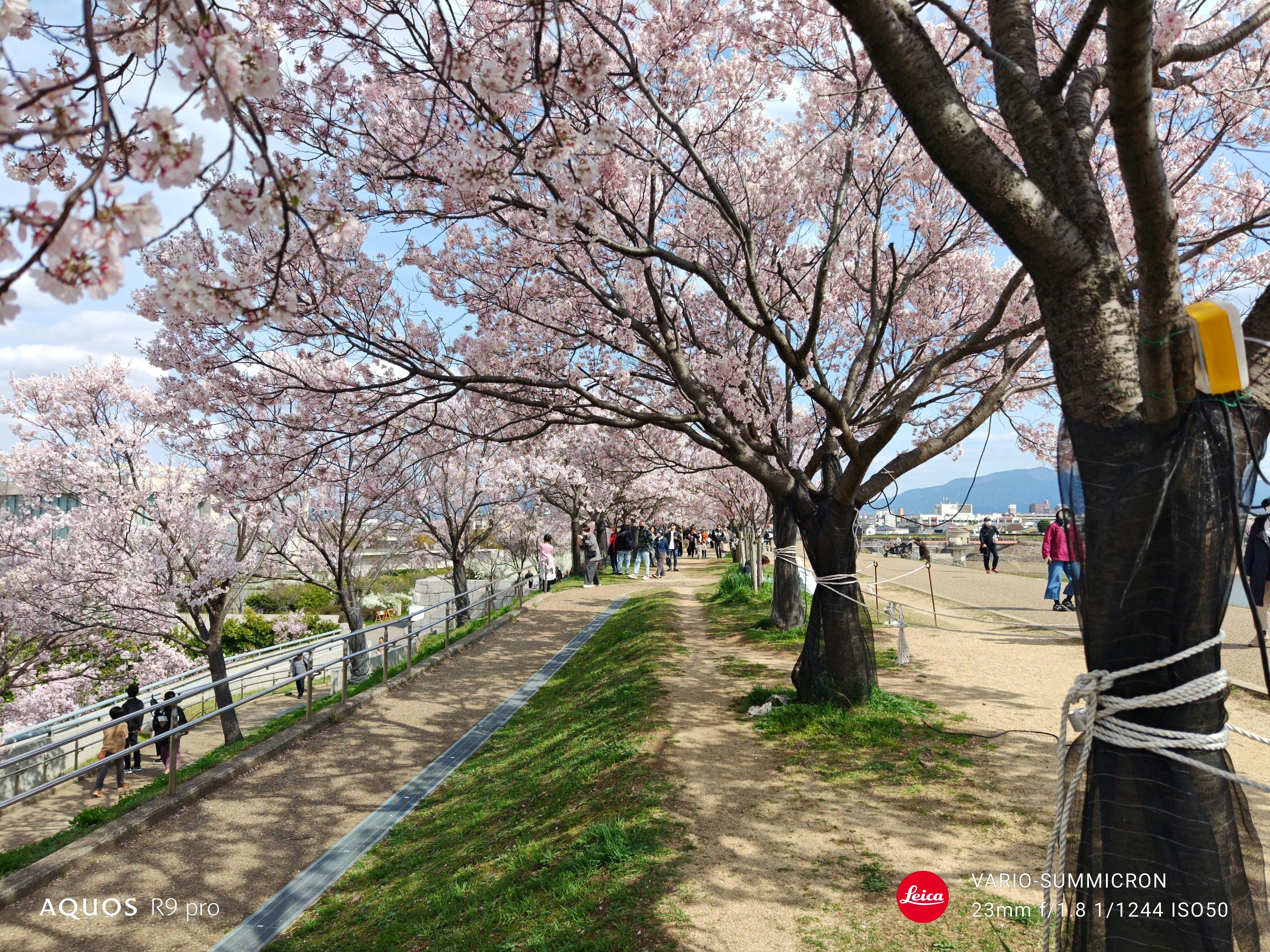 225】狭山池公園の桜が満開なので、スマホで色々と撮影してきた 225】狭山池公園の桜が満開なので、スマホで色々と撮影してきた