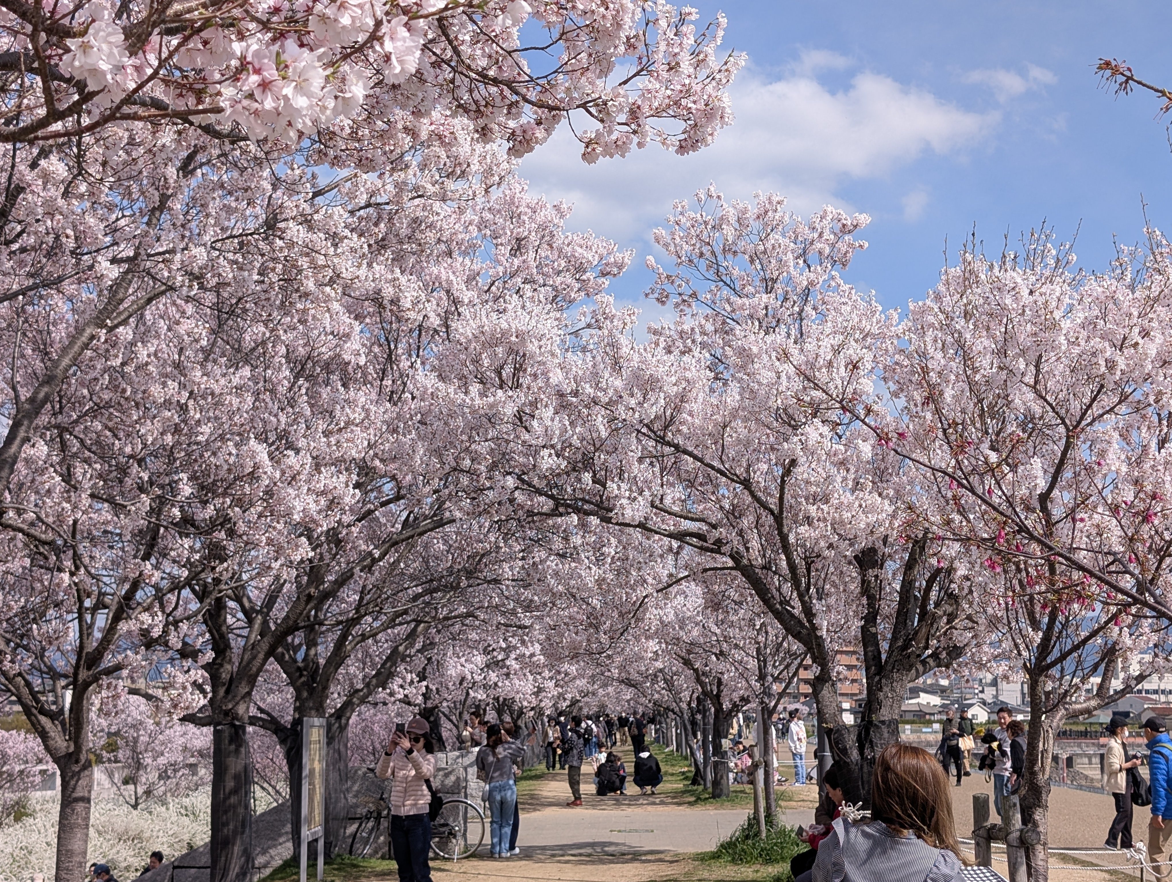 225】狭山池公園の桜が満開なので、スマホで色々と撮影してきた｜にっ