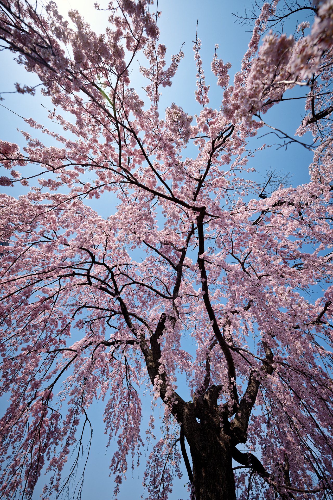 横浜緋桜｜某若夢話