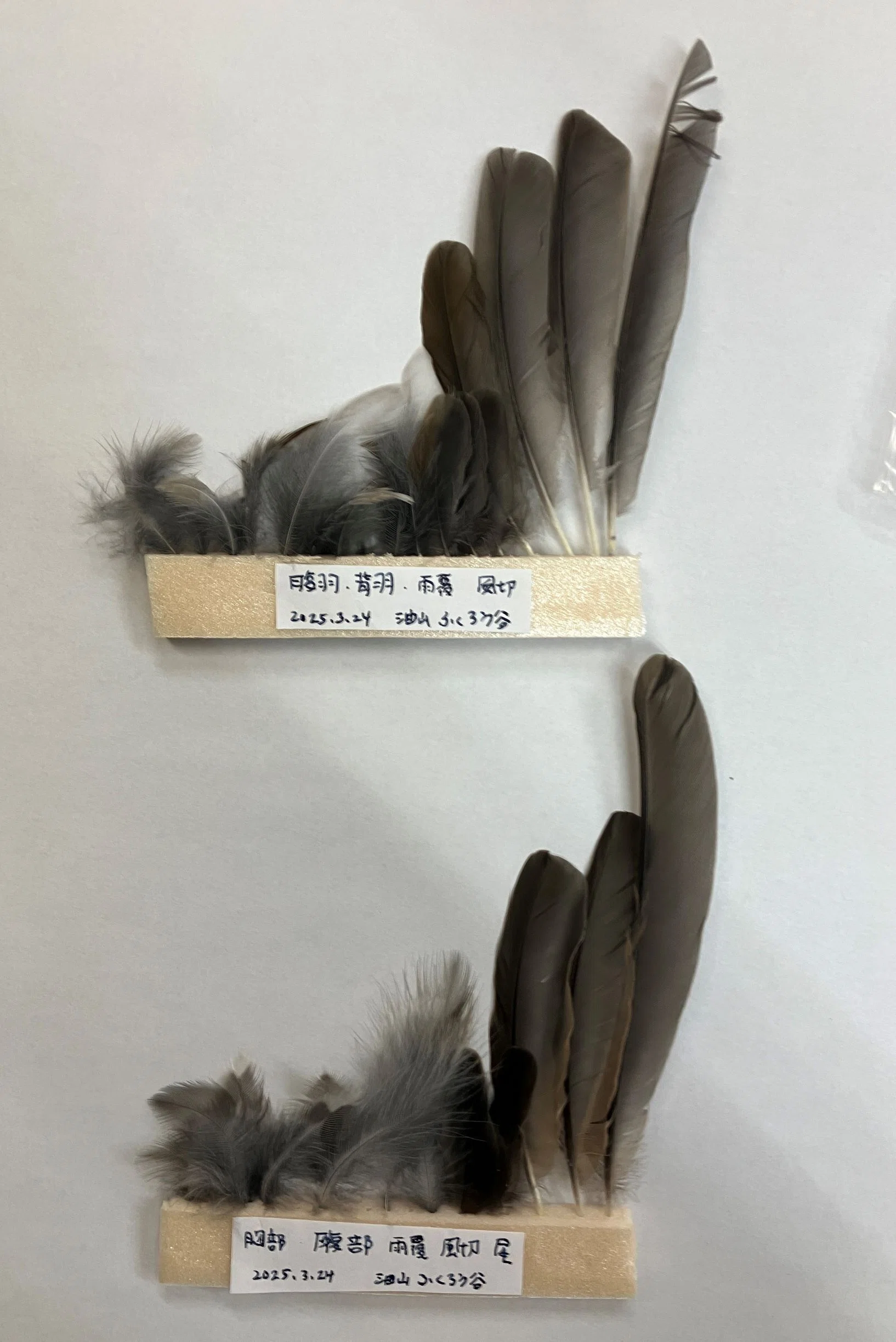 羽根をよくよく見てみよう |あぶらやま野鳥ブログ⑮｜ABURAYAMA FUKUOKA