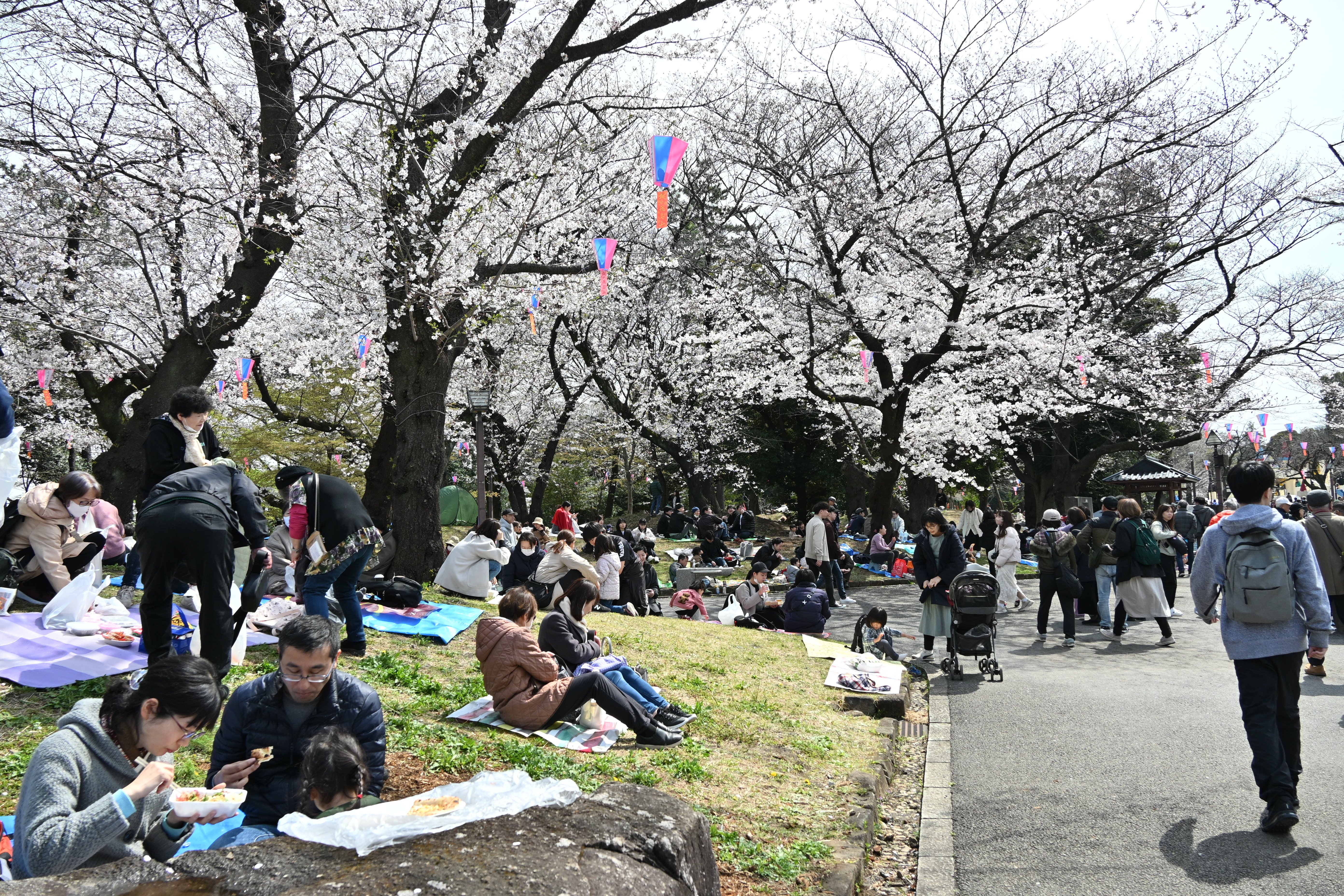 飛鳥山公園のさくら｜まつぼっち