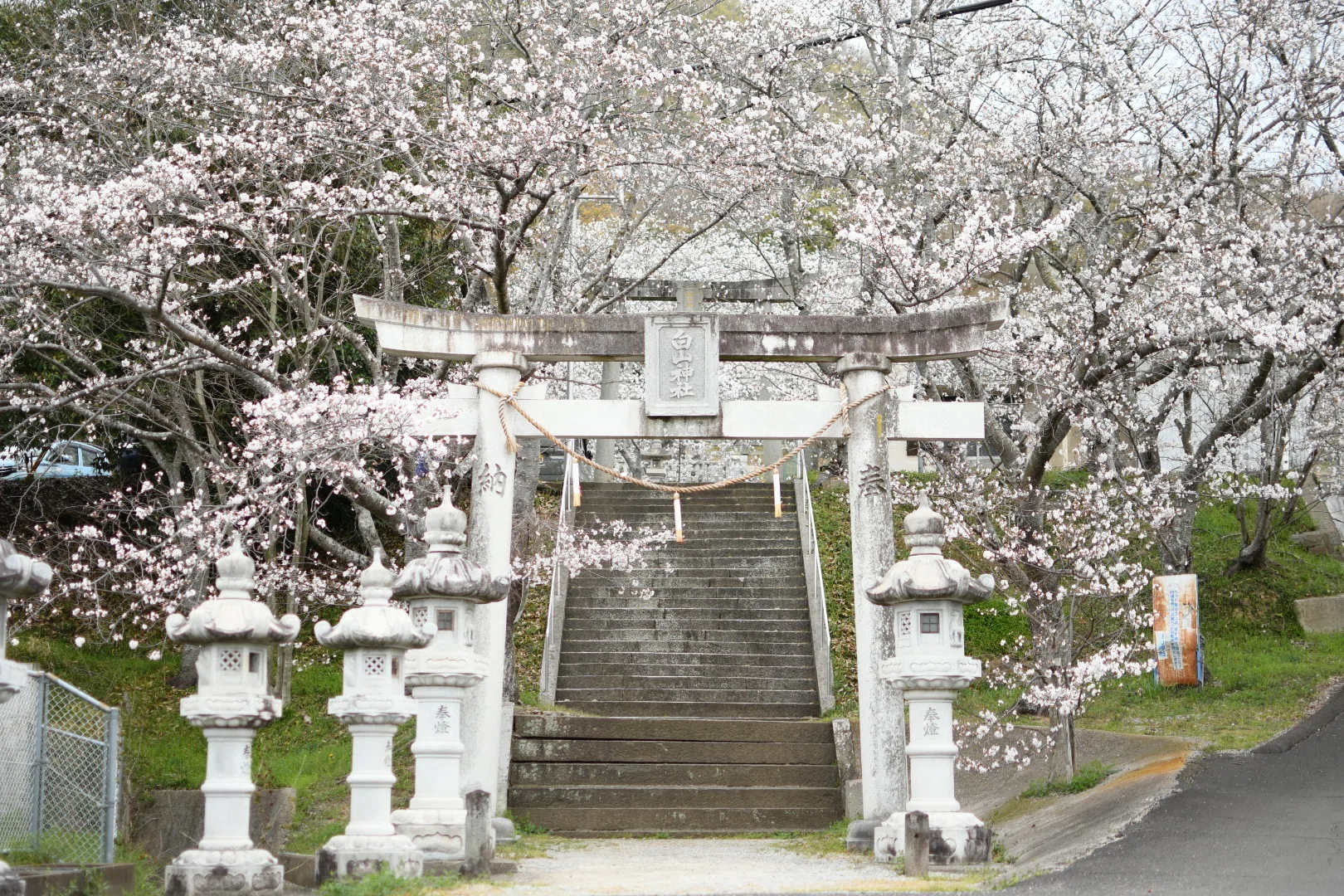 2025春〜桜を求めて香川県白山神社｜Kazu8492
