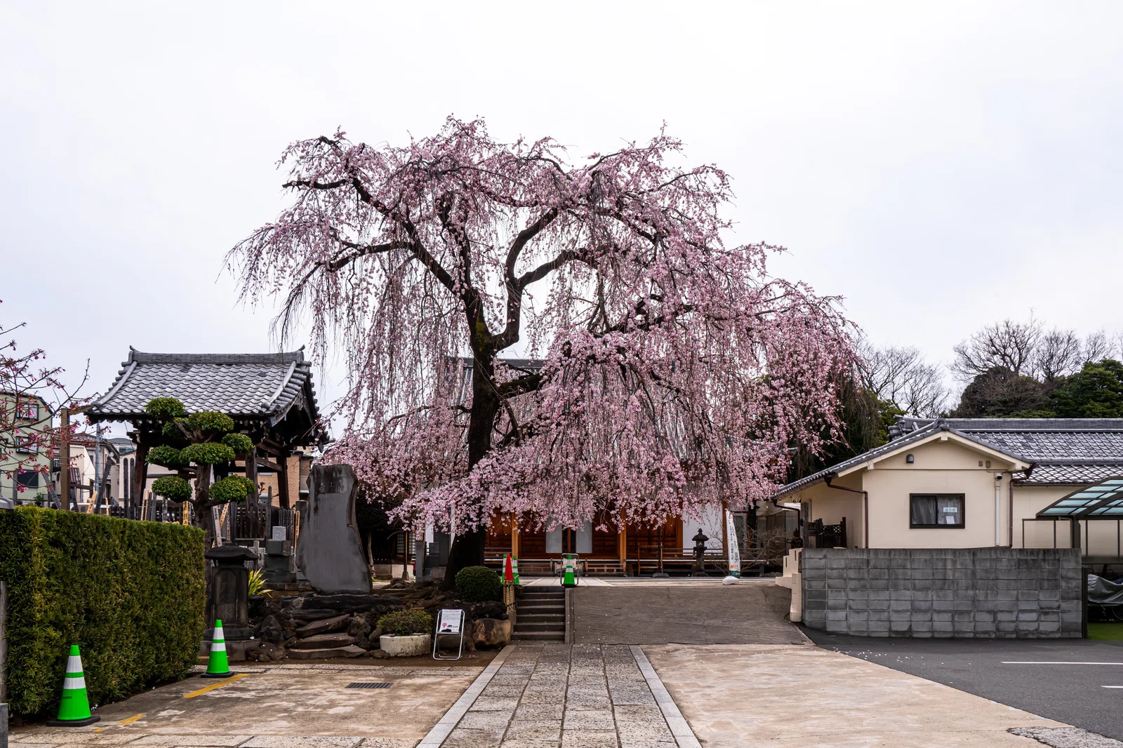 谷中・長明寺～3月24日～｜観光情報総合研究所 夢雨