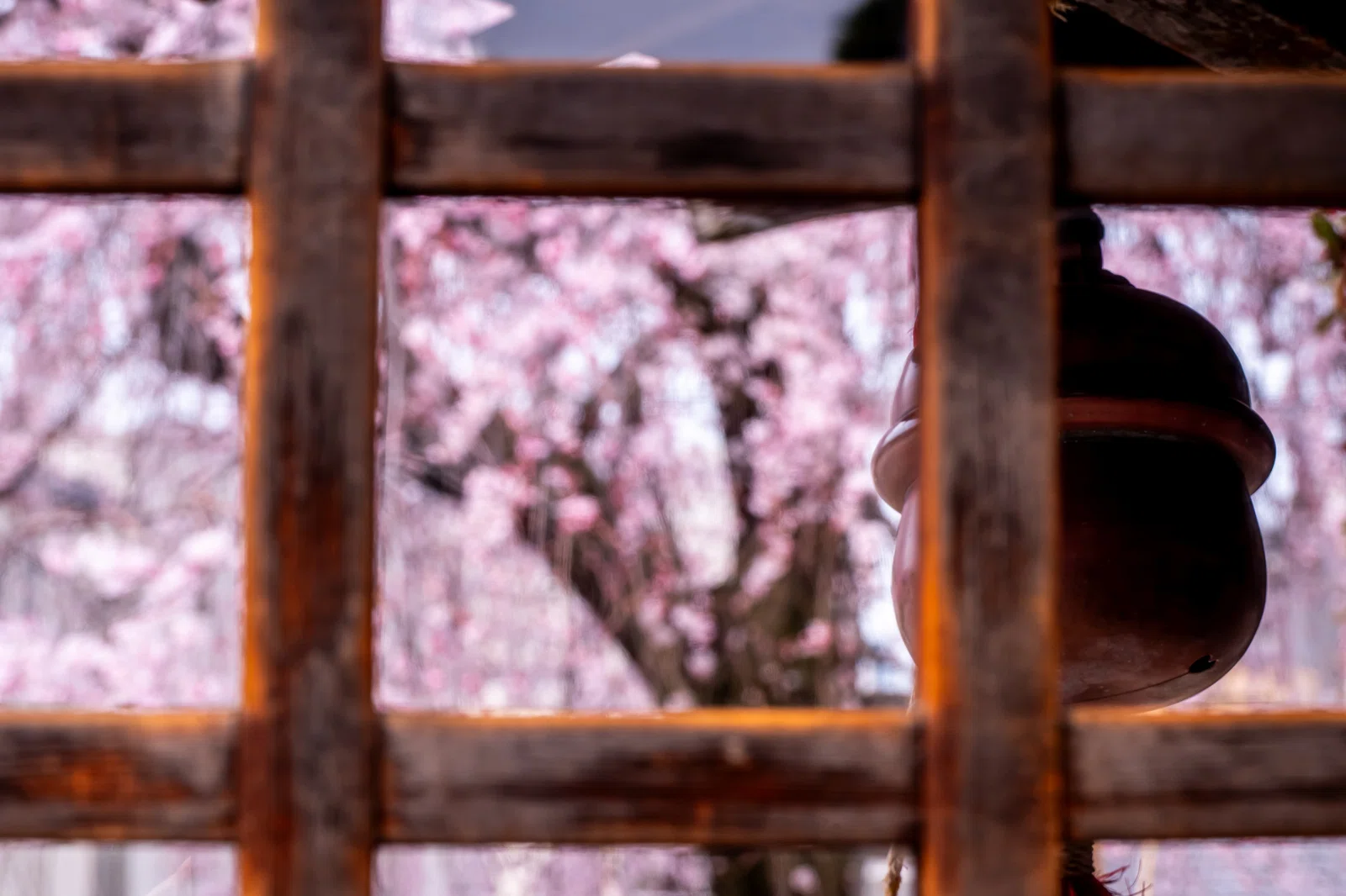 谷中・長明寺～3月24日～｜観光情報総合研究所 夢雨