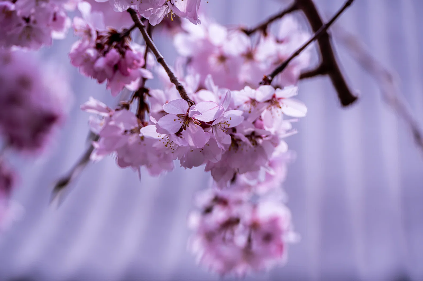 谷中・長明寺～3月24日～｜観光情報総合研究所 夢雨