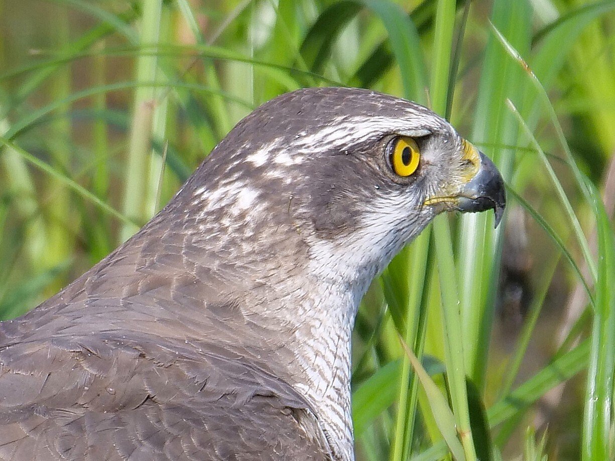 鳥になった月 日没、カラス🐦‍⬛ そして月が昇る