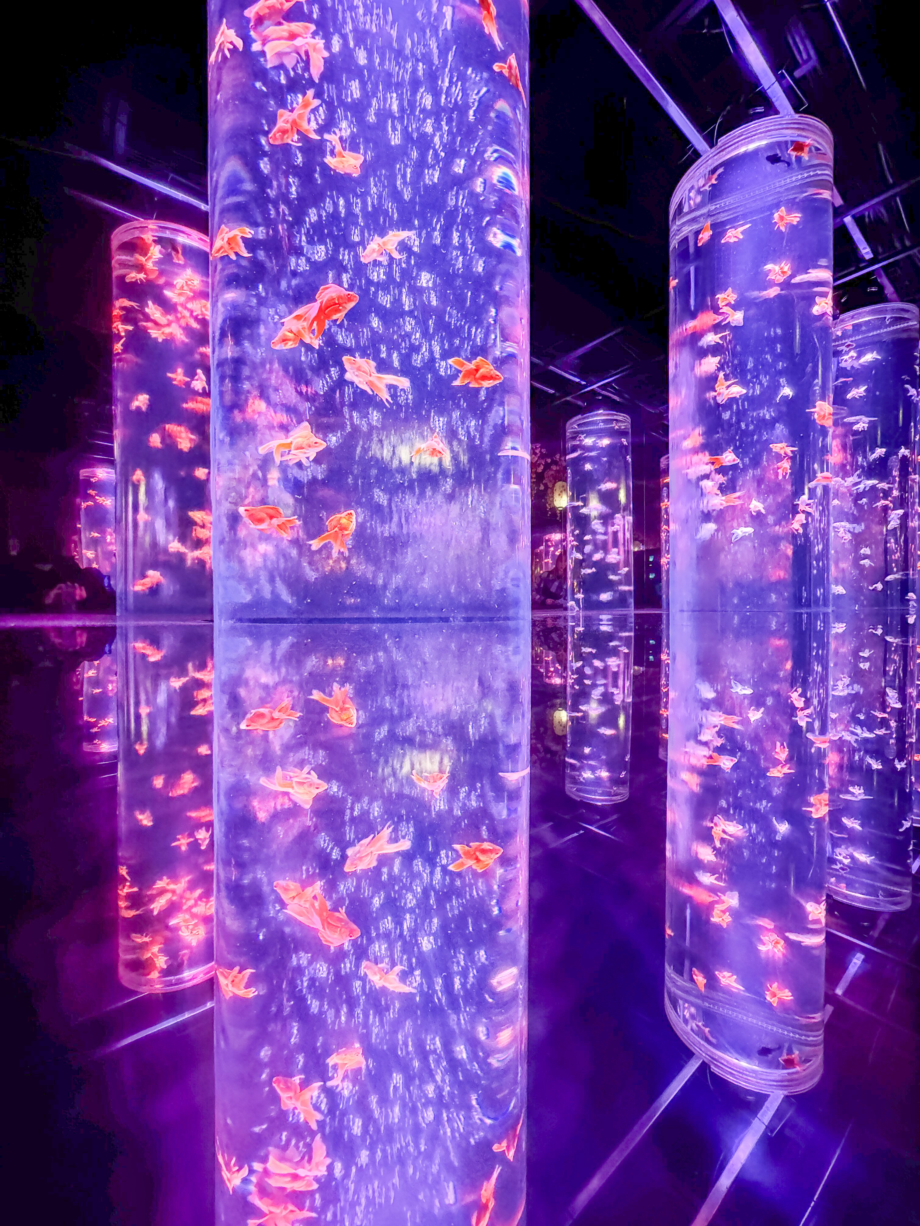 アートアクアリウム「めっちゃ桜」2025：金魚と桜の幻想世界を