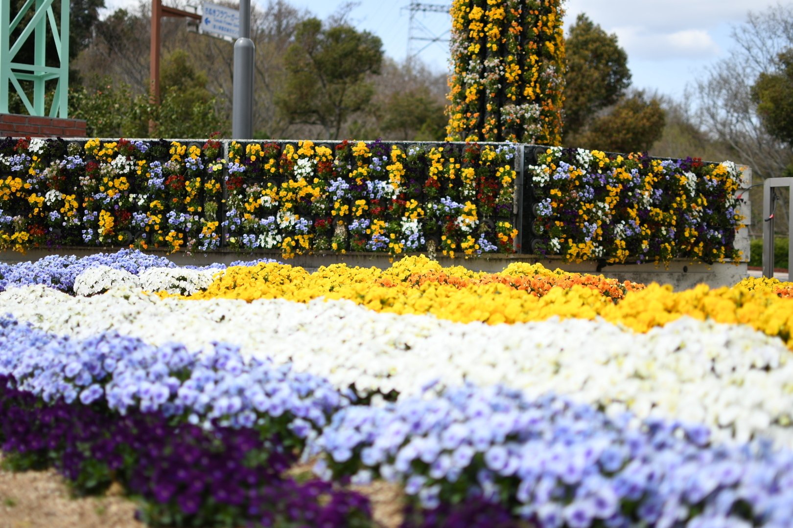 2025春～高松市さぬきフラワーガーデン｜Kazu8492