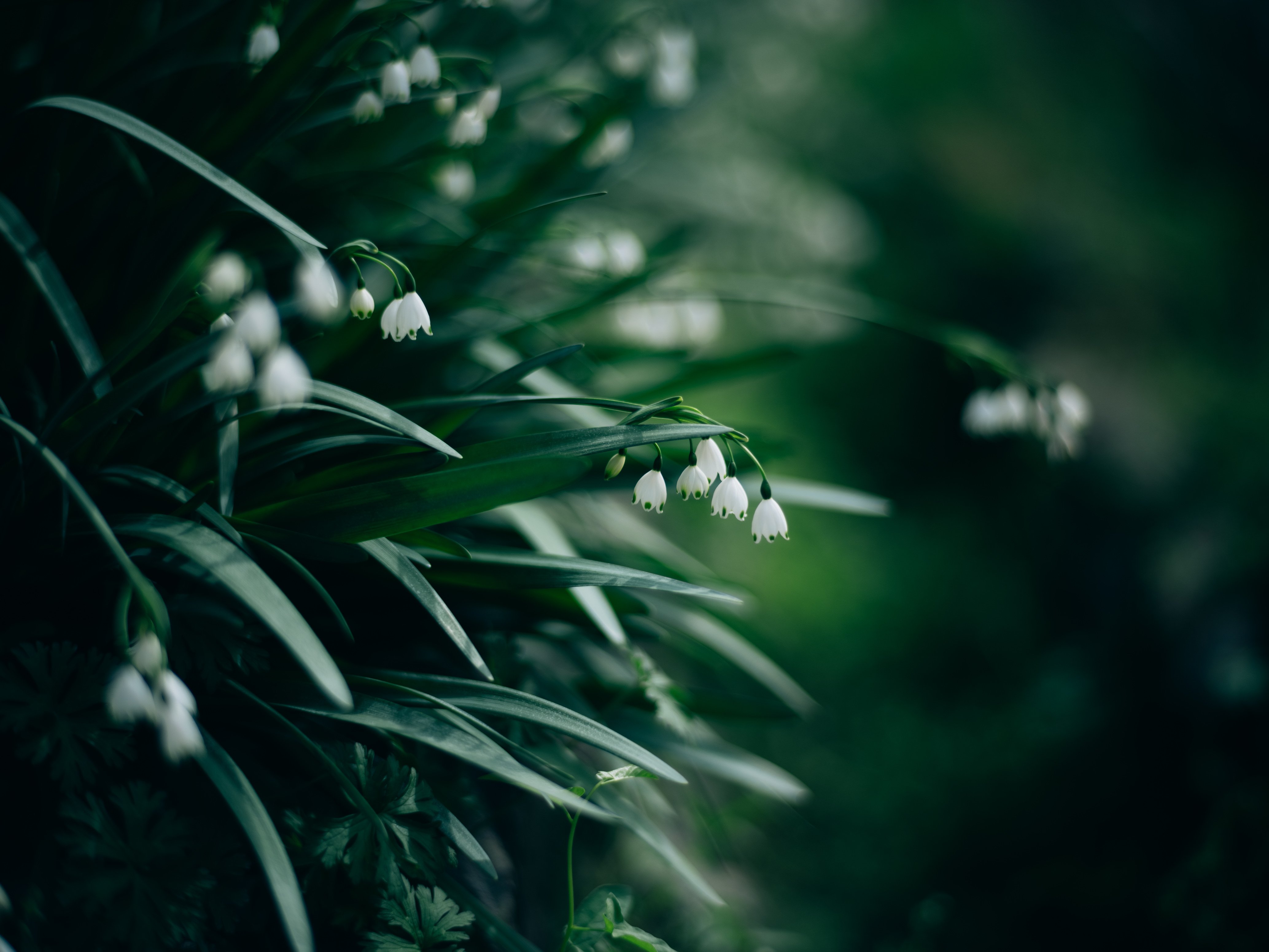 写真日記的な】新しいオールドレンズ（なんのこっちゃ）を早速