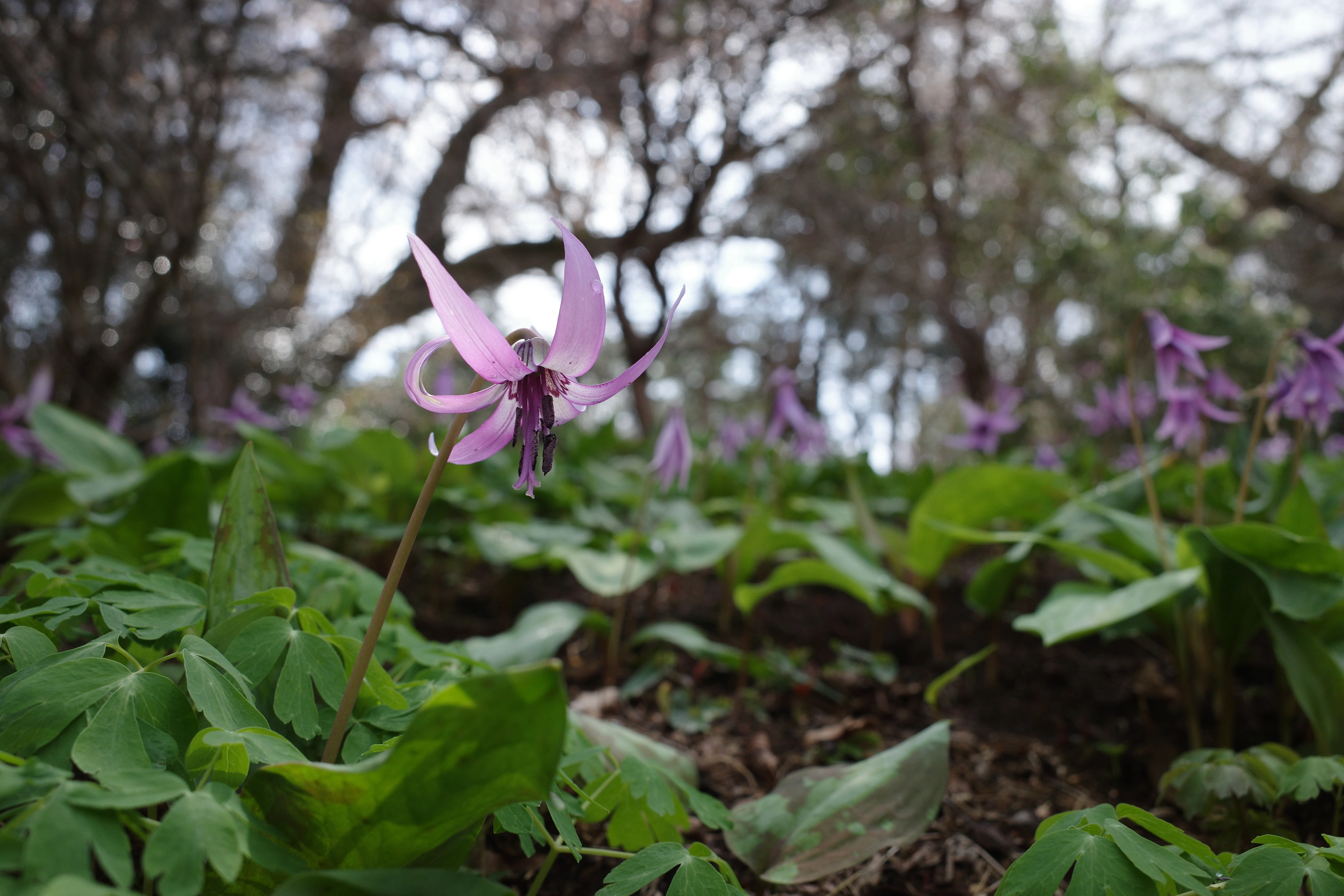 α7IIIを借りてカタクリの花を城山かたくりの里へ撮りに行った話
