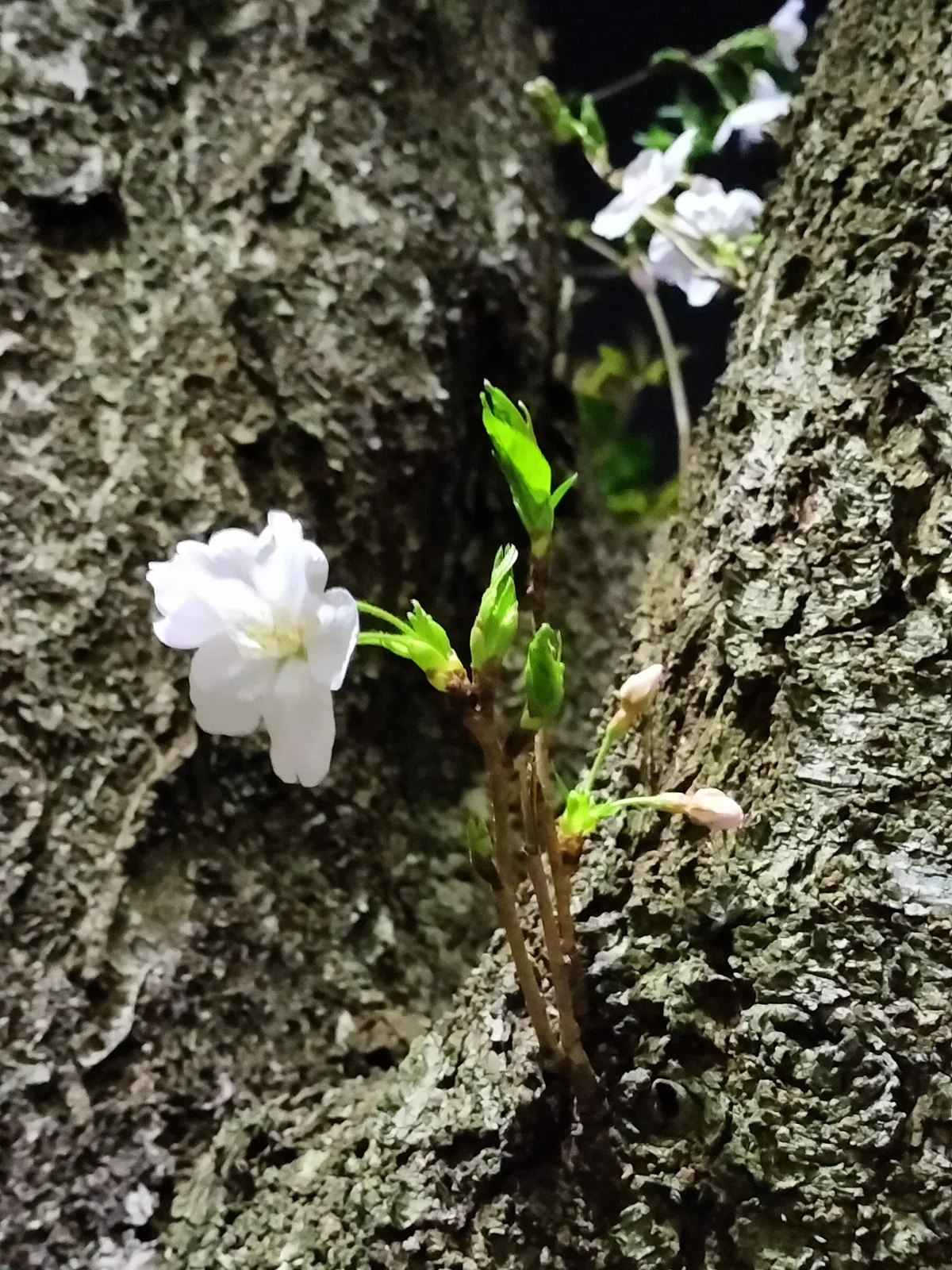 桜の木の幹から、2mmほどの枝が7cmほど伸び、つぼみが2つある