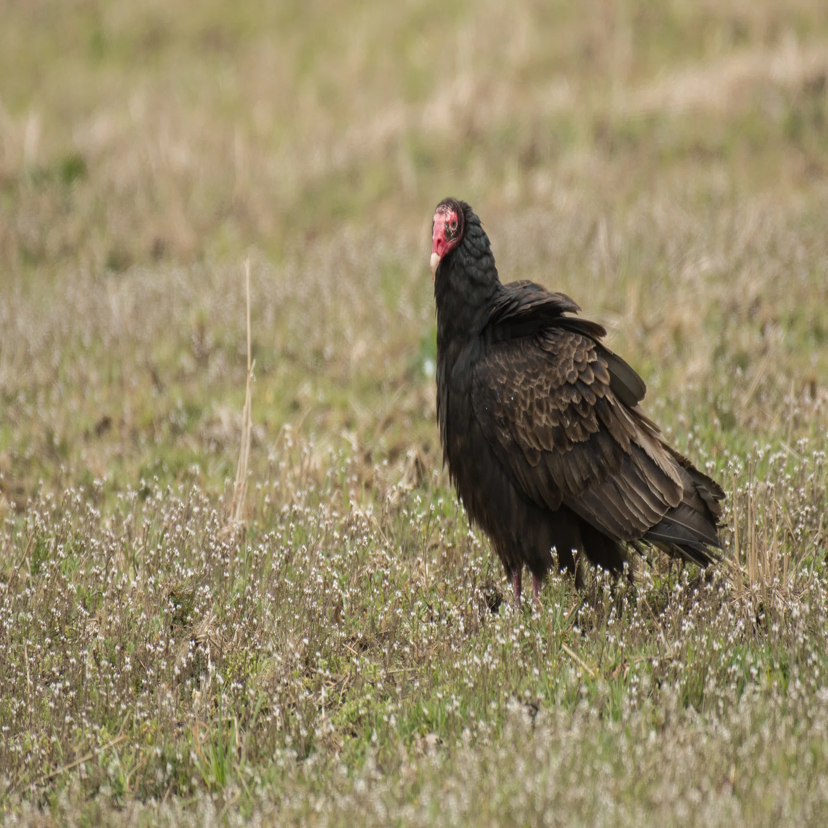 シカゴでバードウォッチング！】 Turkey Vulture ｜ローリー