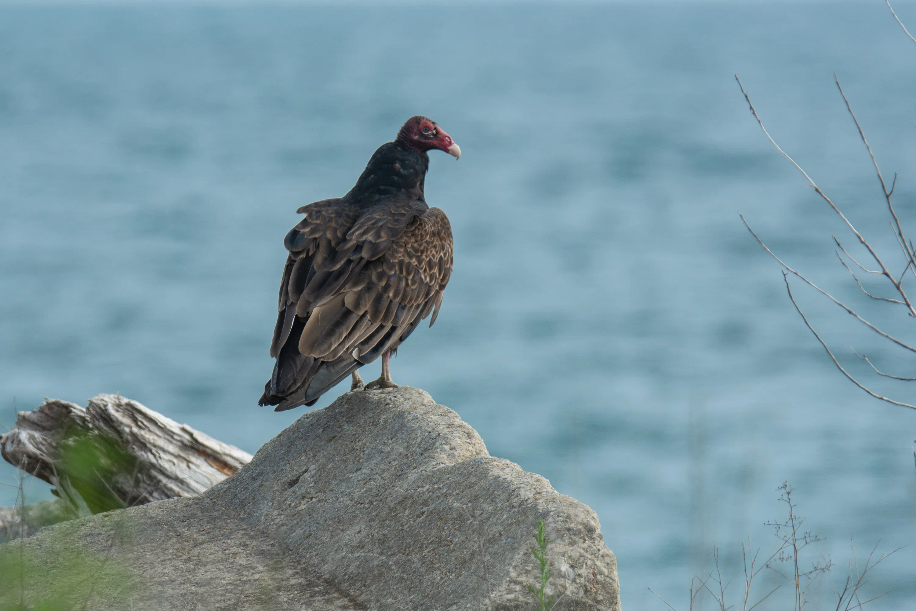シカゴでバードウォッチング！】 Turkey Vulture ｜ローリー