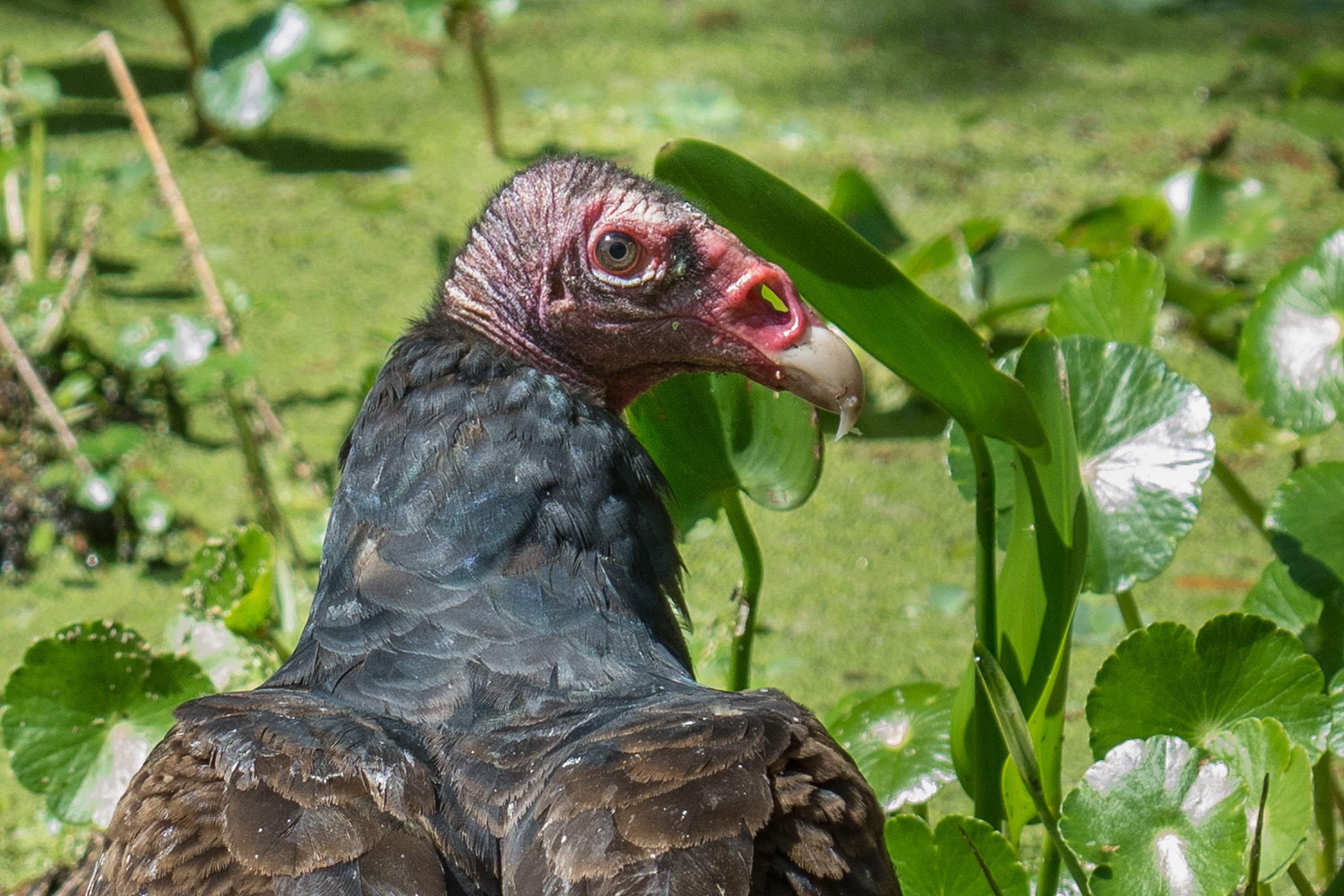 8羽の鳥　レア　トルコラグ　　ヴィンテージ シカゴでバードウォッチング！】 Turkey Vulture ｜ローリー