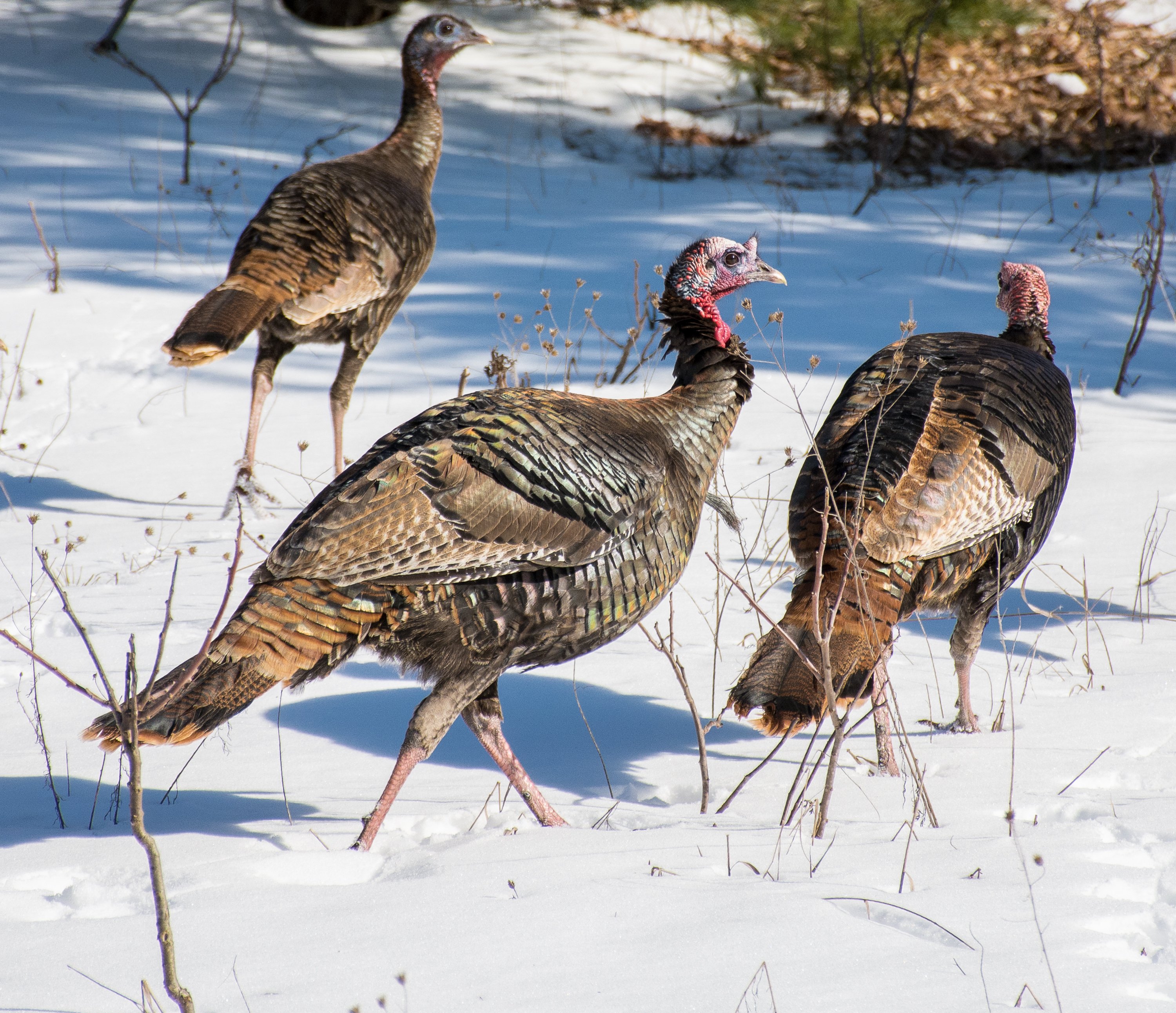 8羽の鳥　レア　トルコラグ　　ヴィンテージ シカゴでバードウォッチング！】 Turkey Vulture ｜ローリー