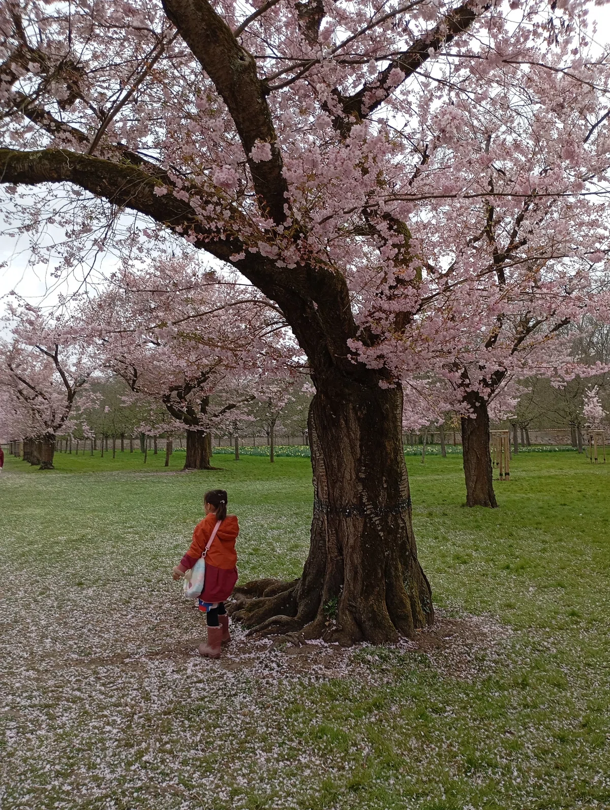 ドイツお花見スポットSchwetzingen城で桜を楽しむ。｜おかあのドイツ 