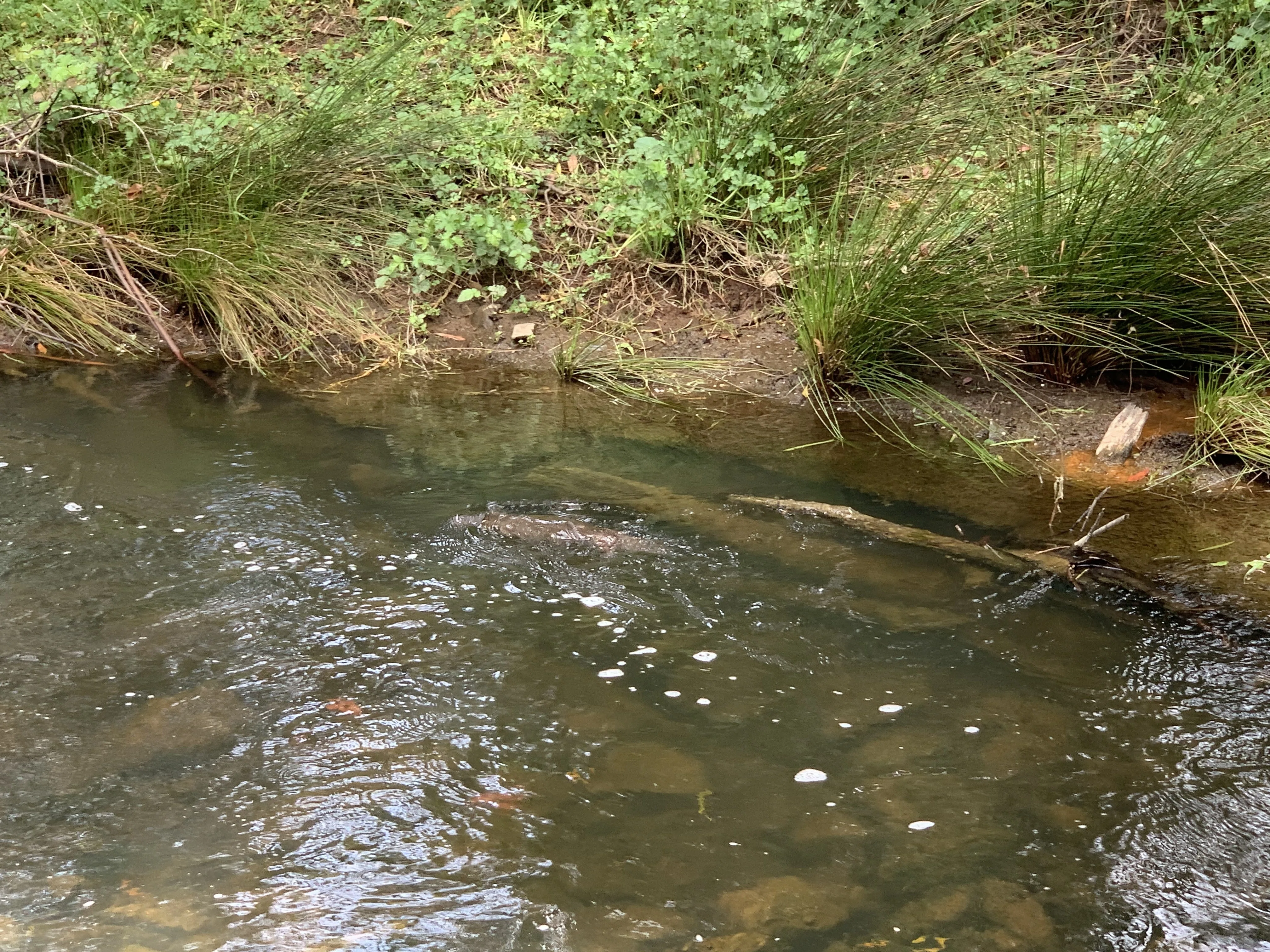 念願の野生カモノハシを見れた in Tasmania｜いけもち