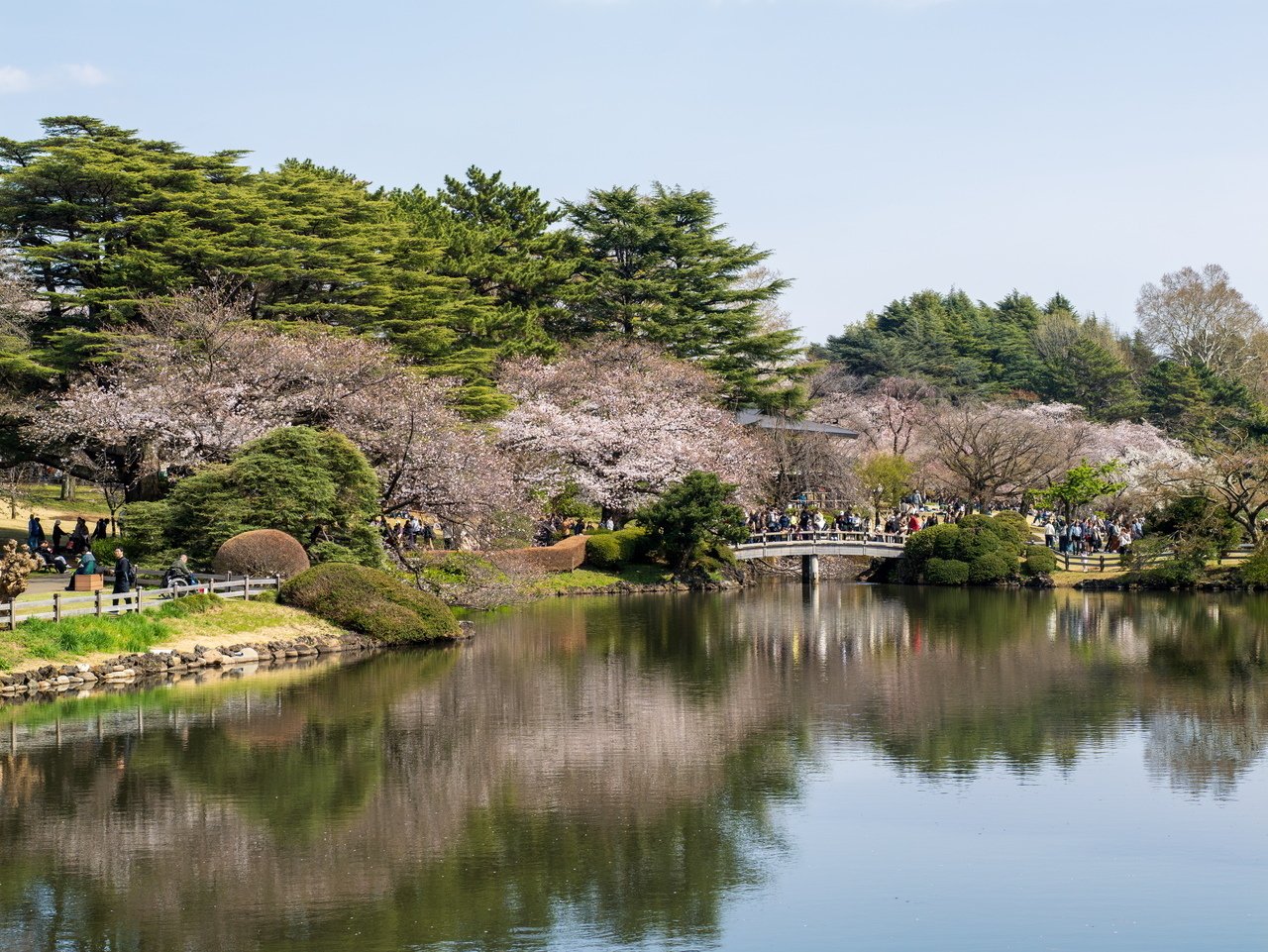 NIKON Z50IIとLUMIX G9IIで行く「新宿御苑の桜」|Photographer NIKON Z50IIとLUMIX G9IIで行く「新宿御苑の桜」|Photographer