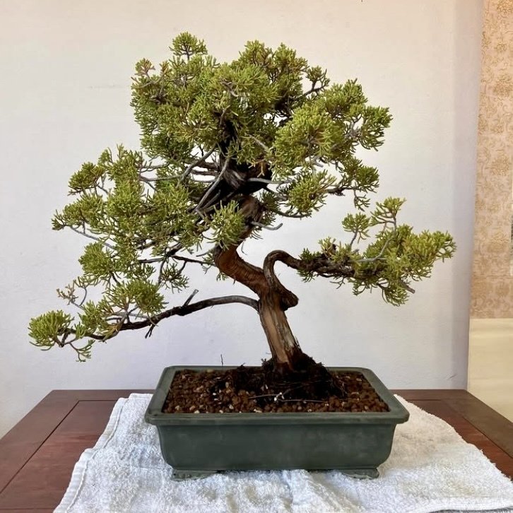盆栽の植替え『鉢の中の宇宙、腕の中の疲労』|SHINGO KOYA 盆栽の植替え『鉢の中の宇宙、腕の中の疲労』|SHINGO KOYA