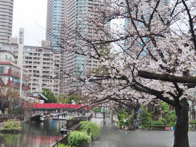 桜2025 その3 水辺の桜｜waiwai