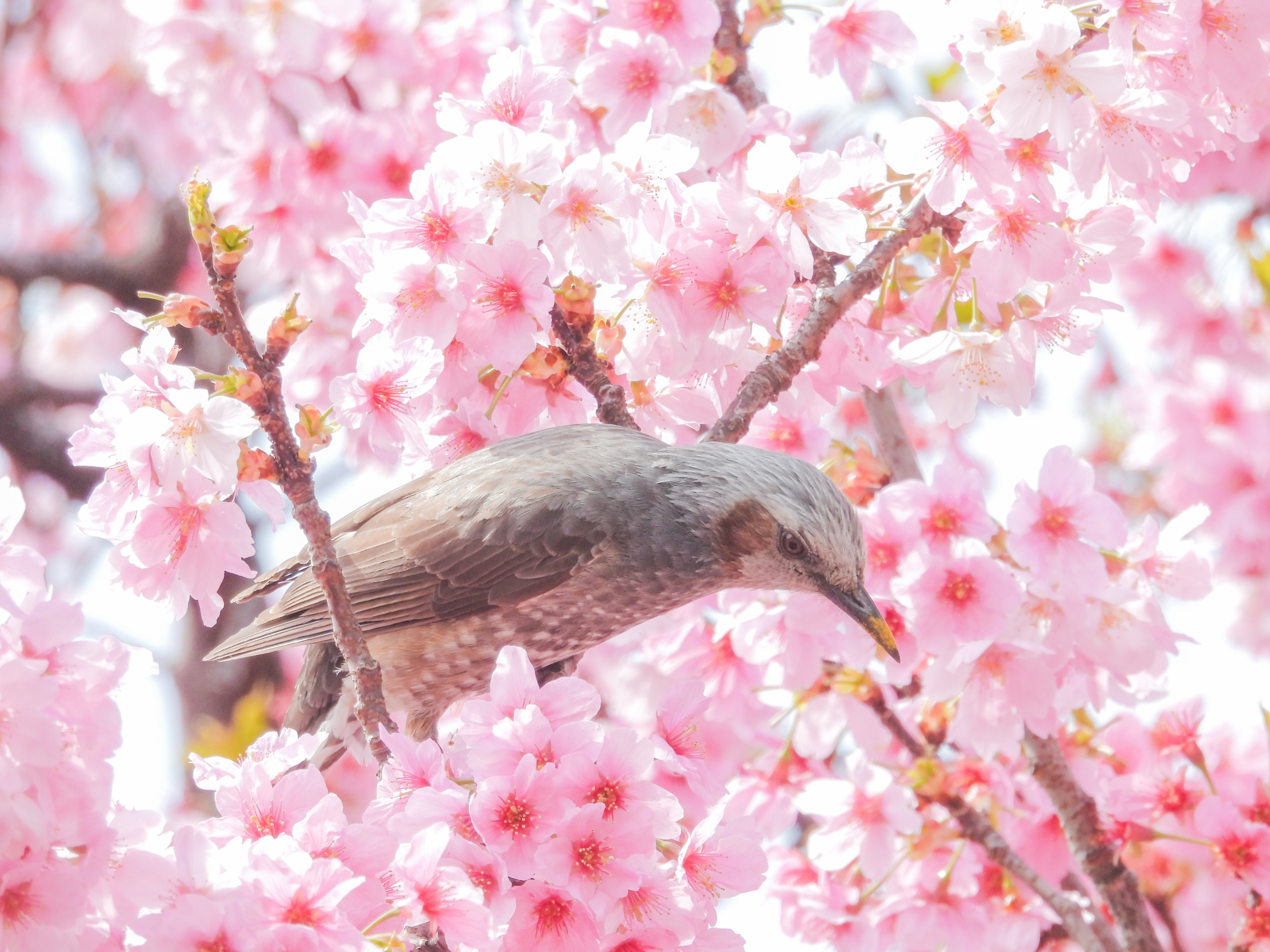 3月末の新宿御苑とご近所探鳥散歩｜a little bird told me that