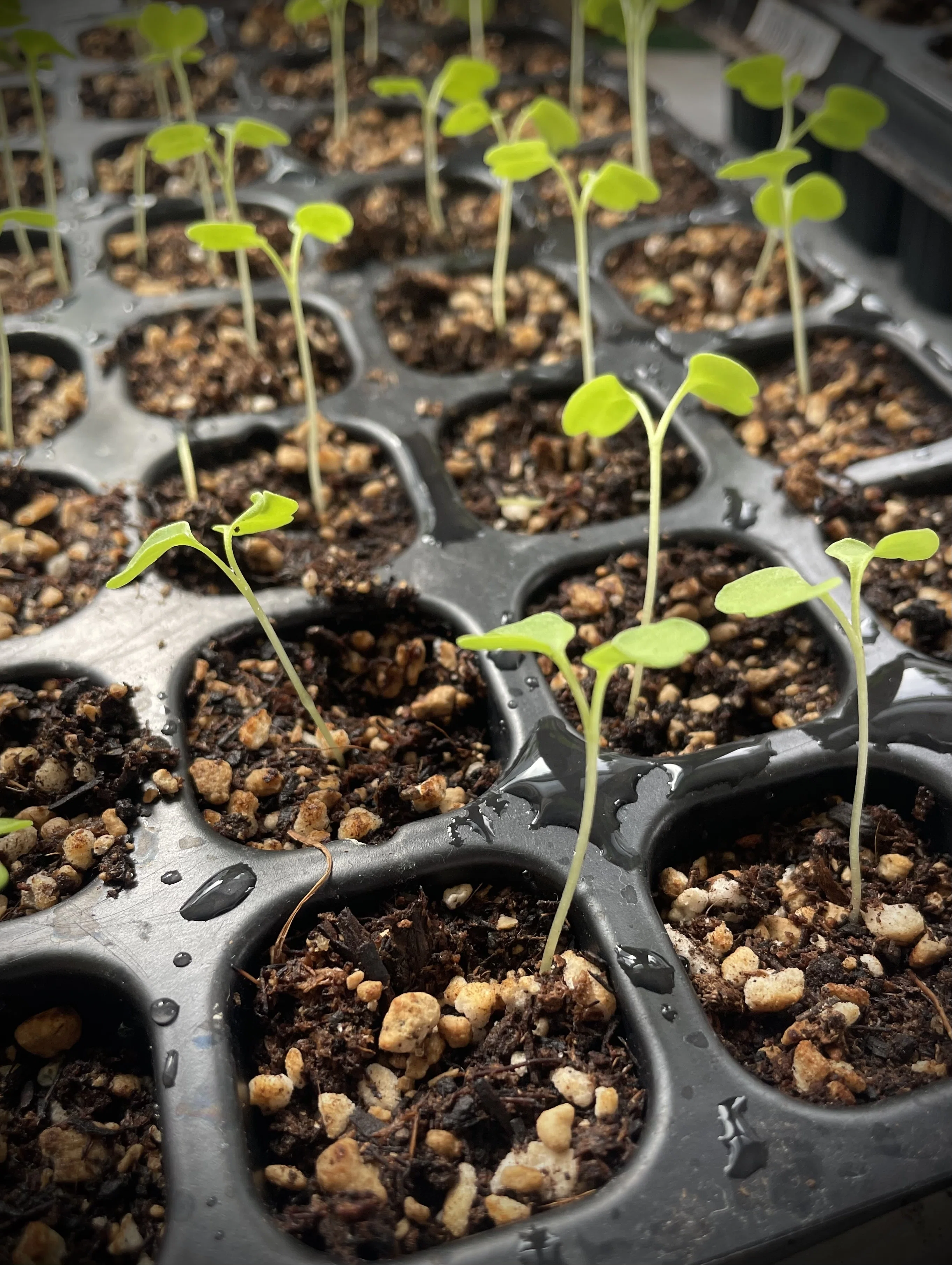 2025年・年始め】冬季の剪定と野菜苗の育苗（北海道北斗市ハウレット
