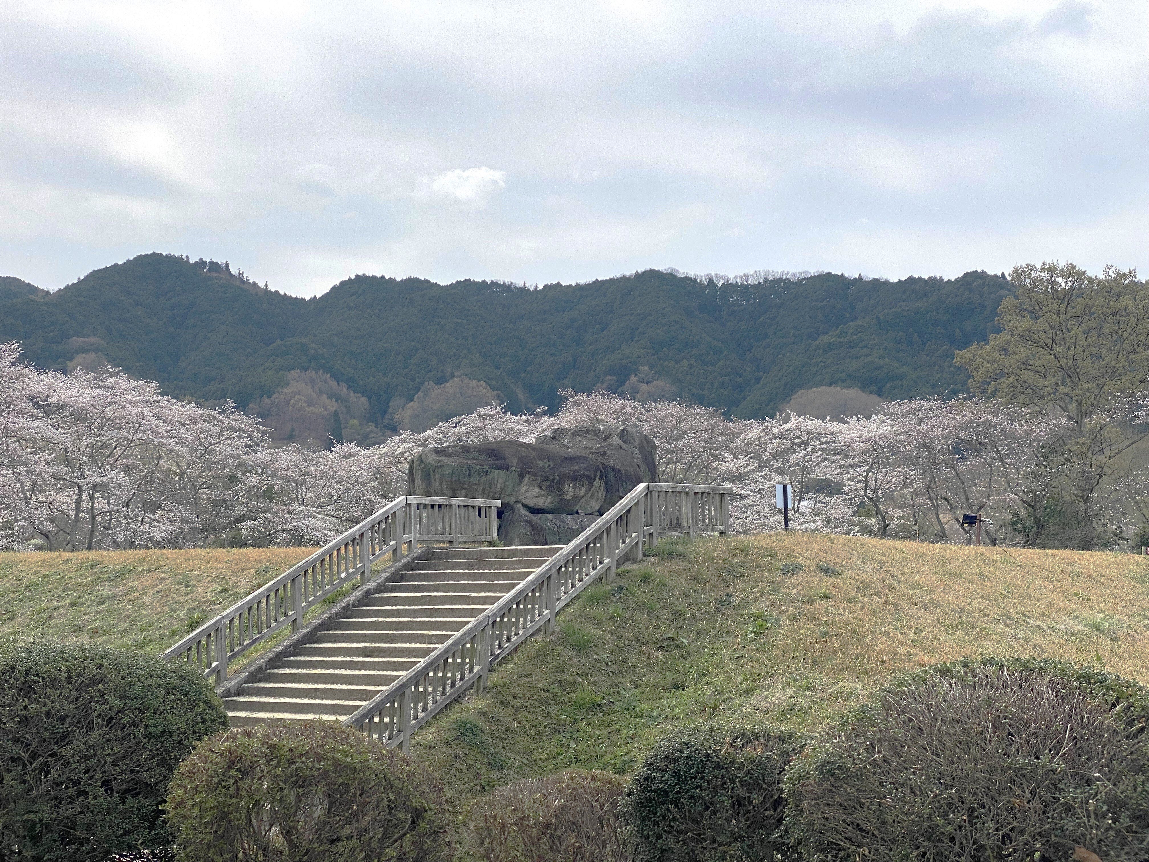 花を追いかけて3(R7-3-31)「桜花石舞台古墳」(奈良県明日香 花を追いかけて3(R7-3-31)「桜花石舞台古墳」(奈良県明日香