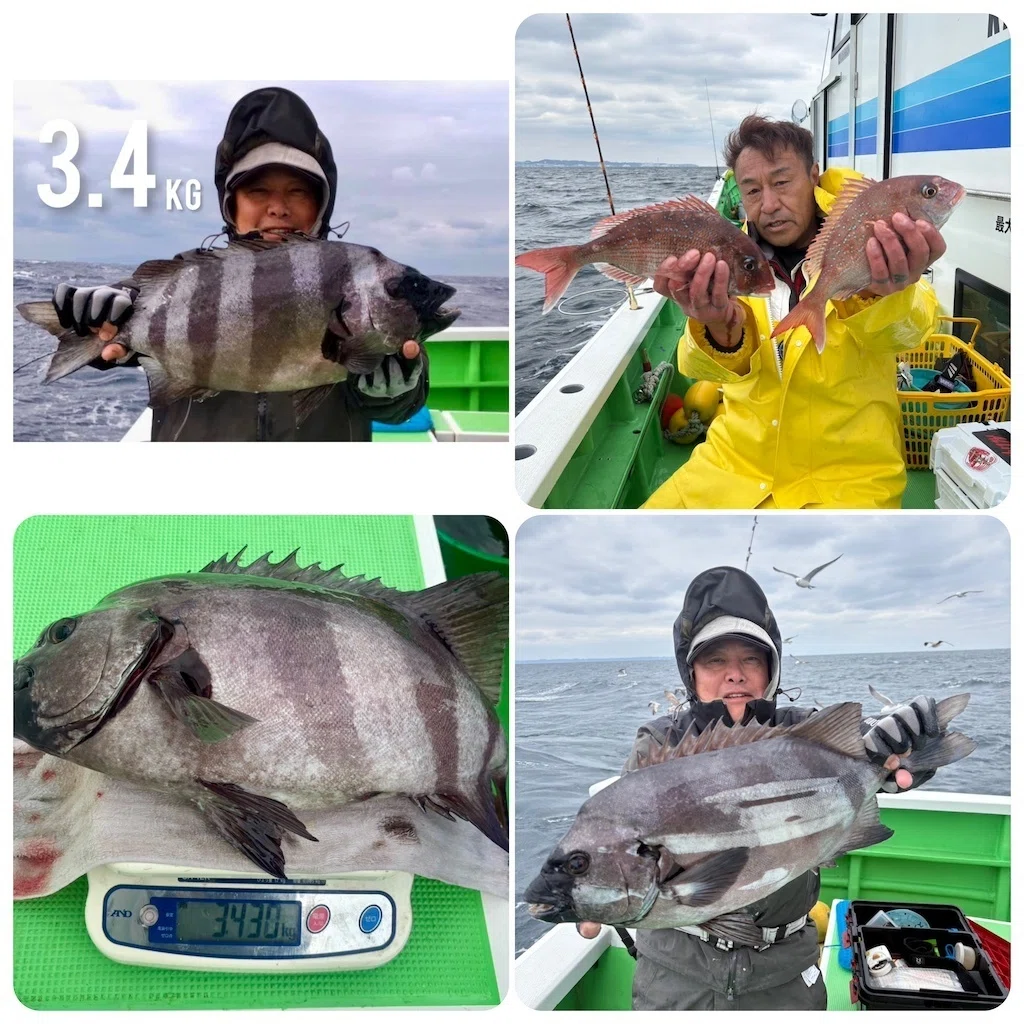 真鯛】トップ2枚、最大1.2kg！大型石鯛3.4kg！｜あまさけや丸