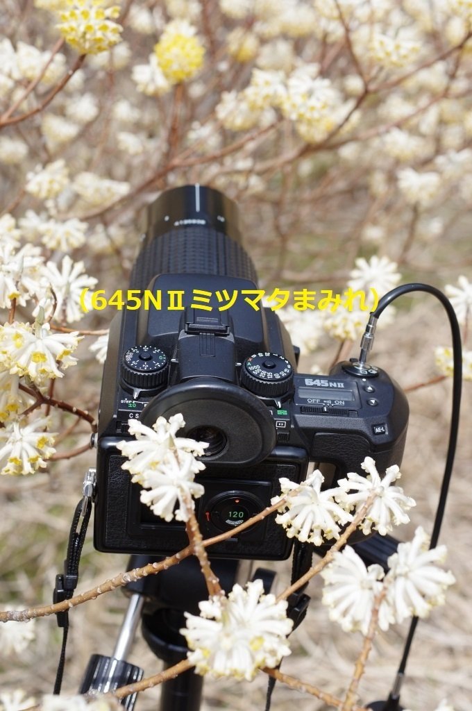 ミツマタの花にまみれ。中判フィルムカメラPENTAX645NIIとPENTAX