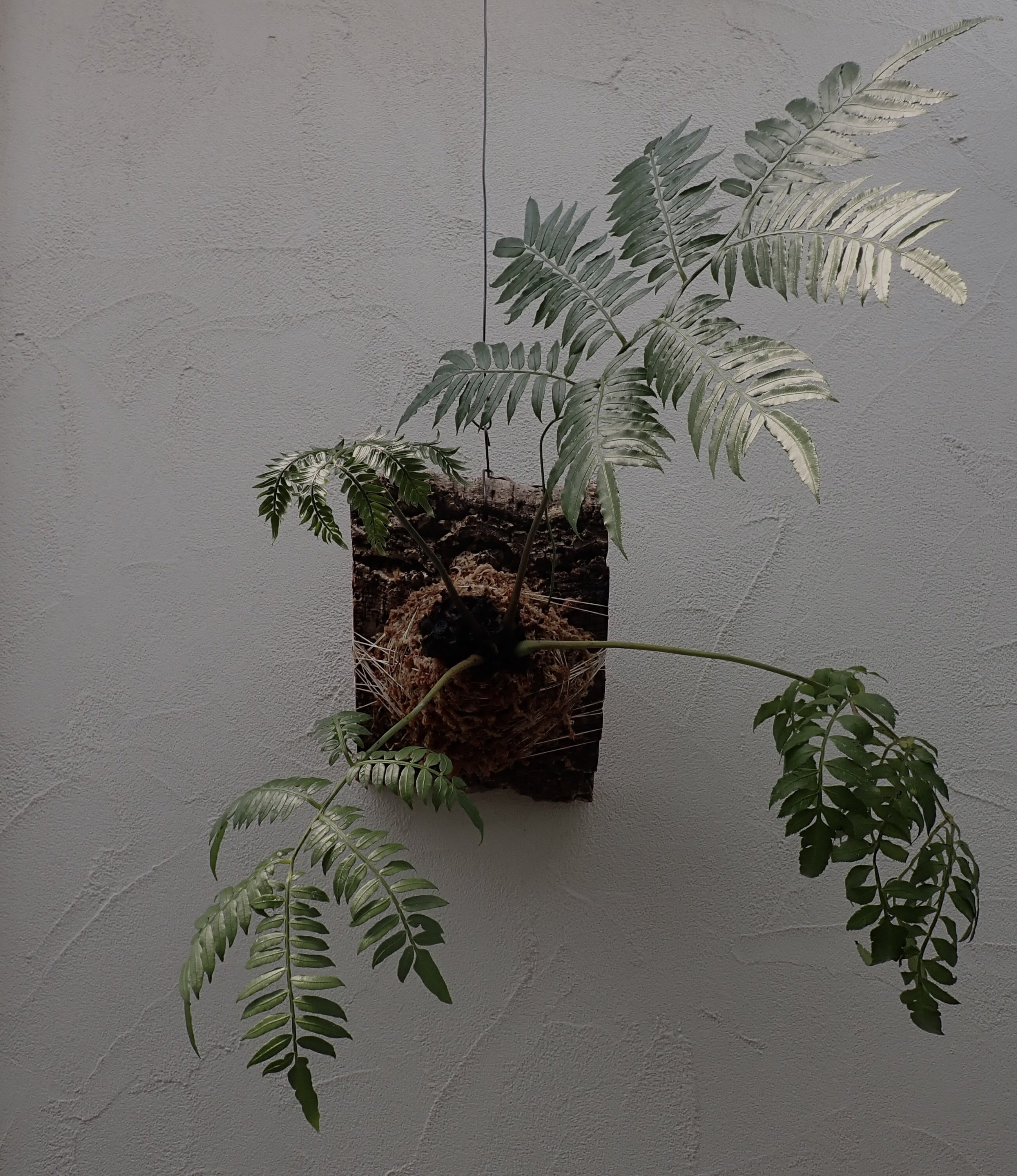 園芸］ リュウビンタイは板付で育てられる｜アトモス